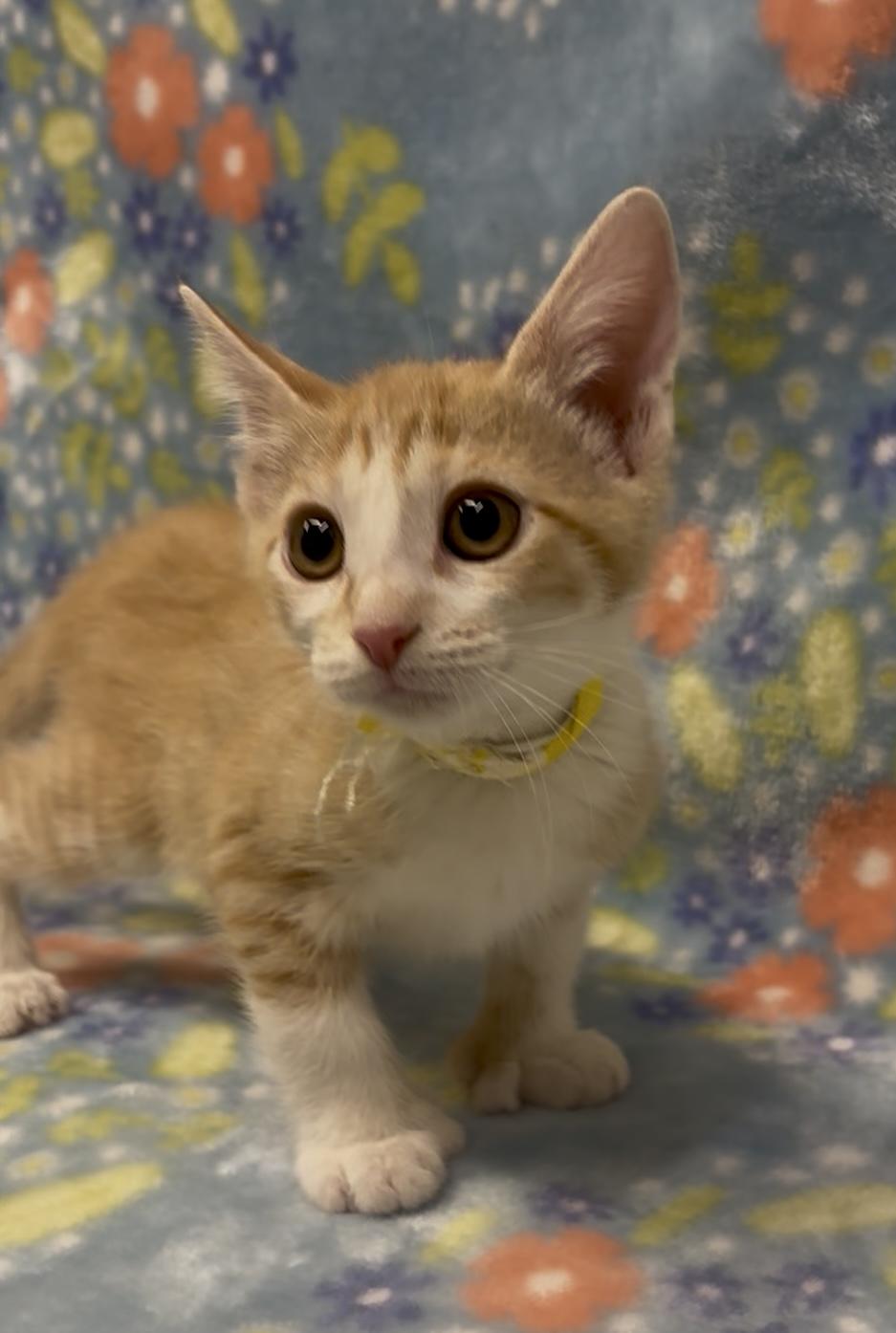 Madre, adopted, Kitten Female Domestic Short Hair.