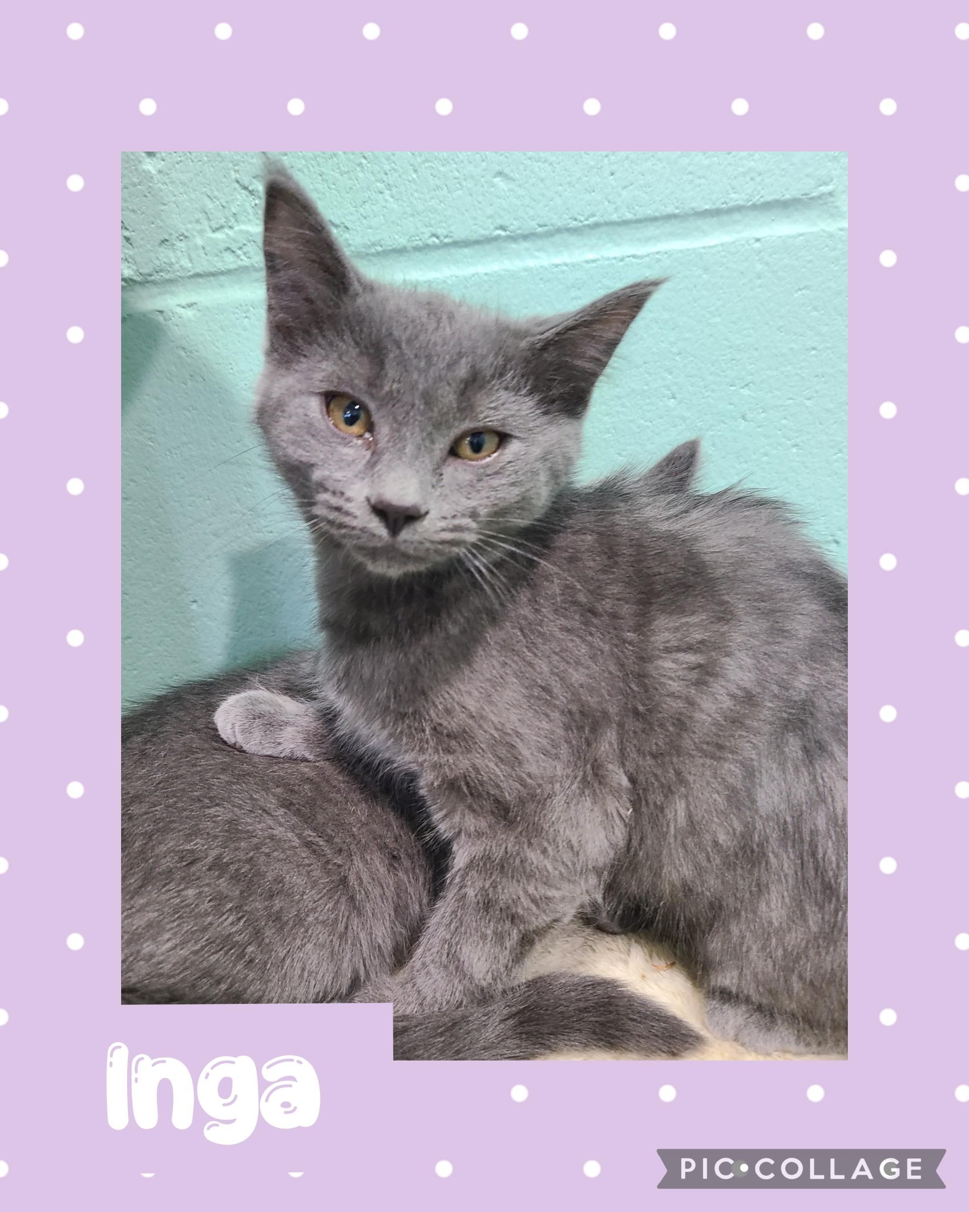 Enlarge Inga, an adopted Domestic Short Hair in Iron River, MI image 1/1