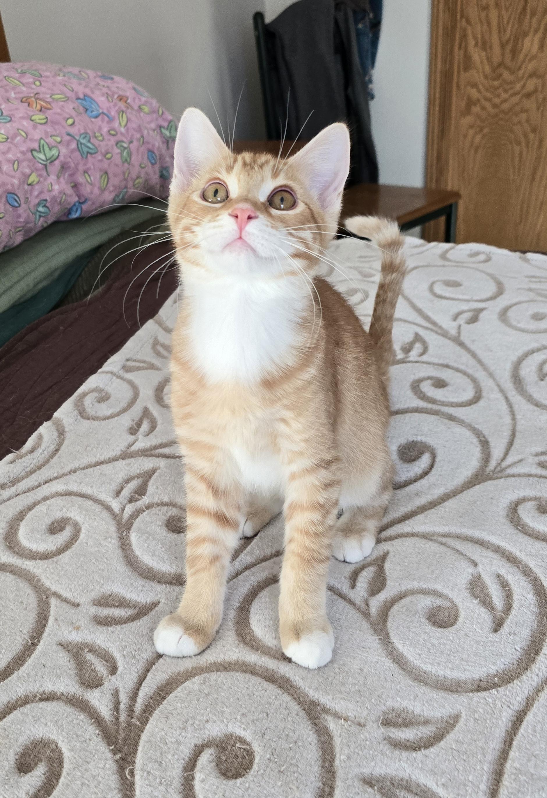 Enlarge Gucci, a Adoptable Domestic Short Hair in Fargo, ND image 3/3