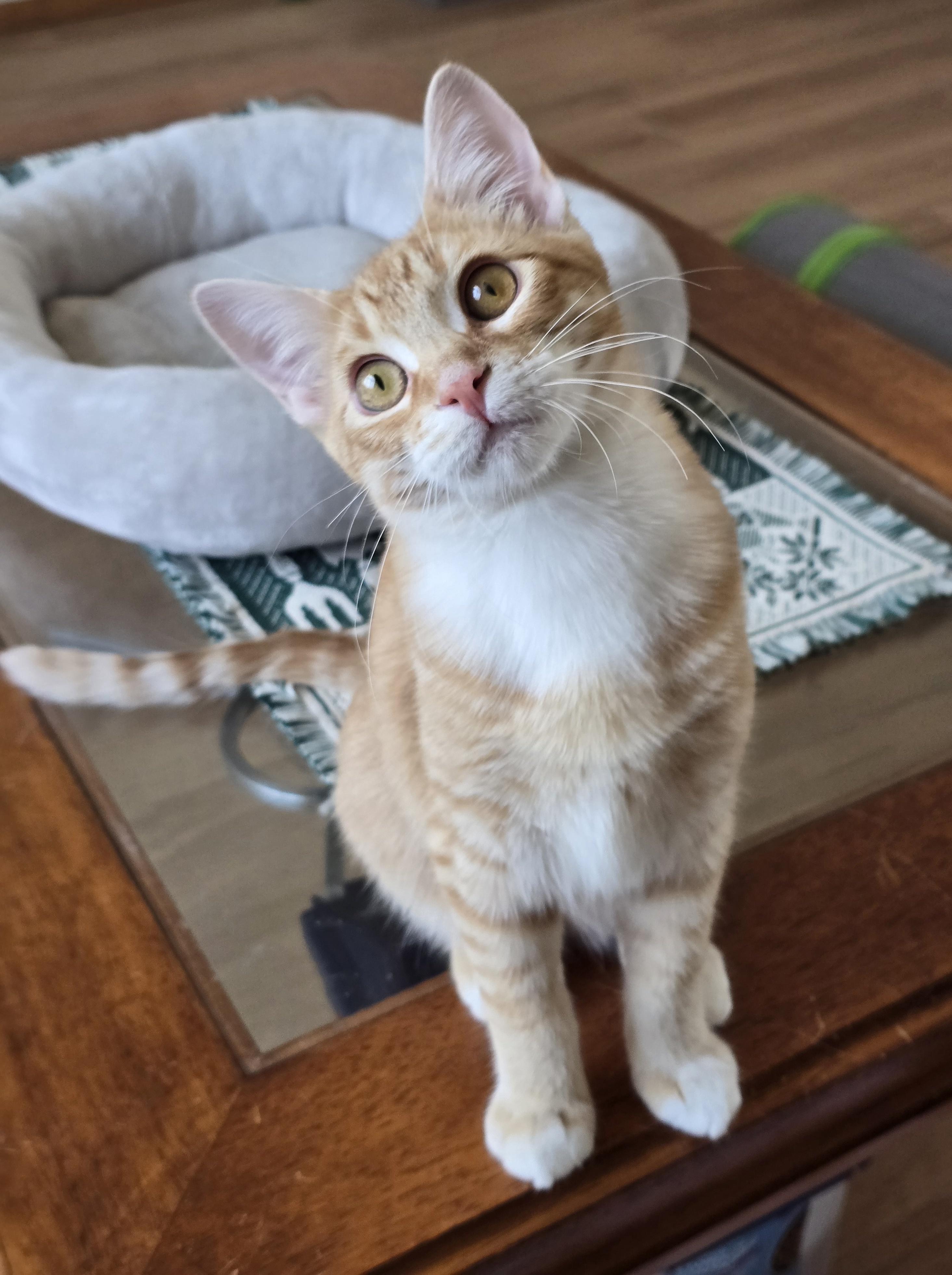 Enlarge Gucci, a Adoptable Domestic Short Hair in Fargo, ND image 1/5