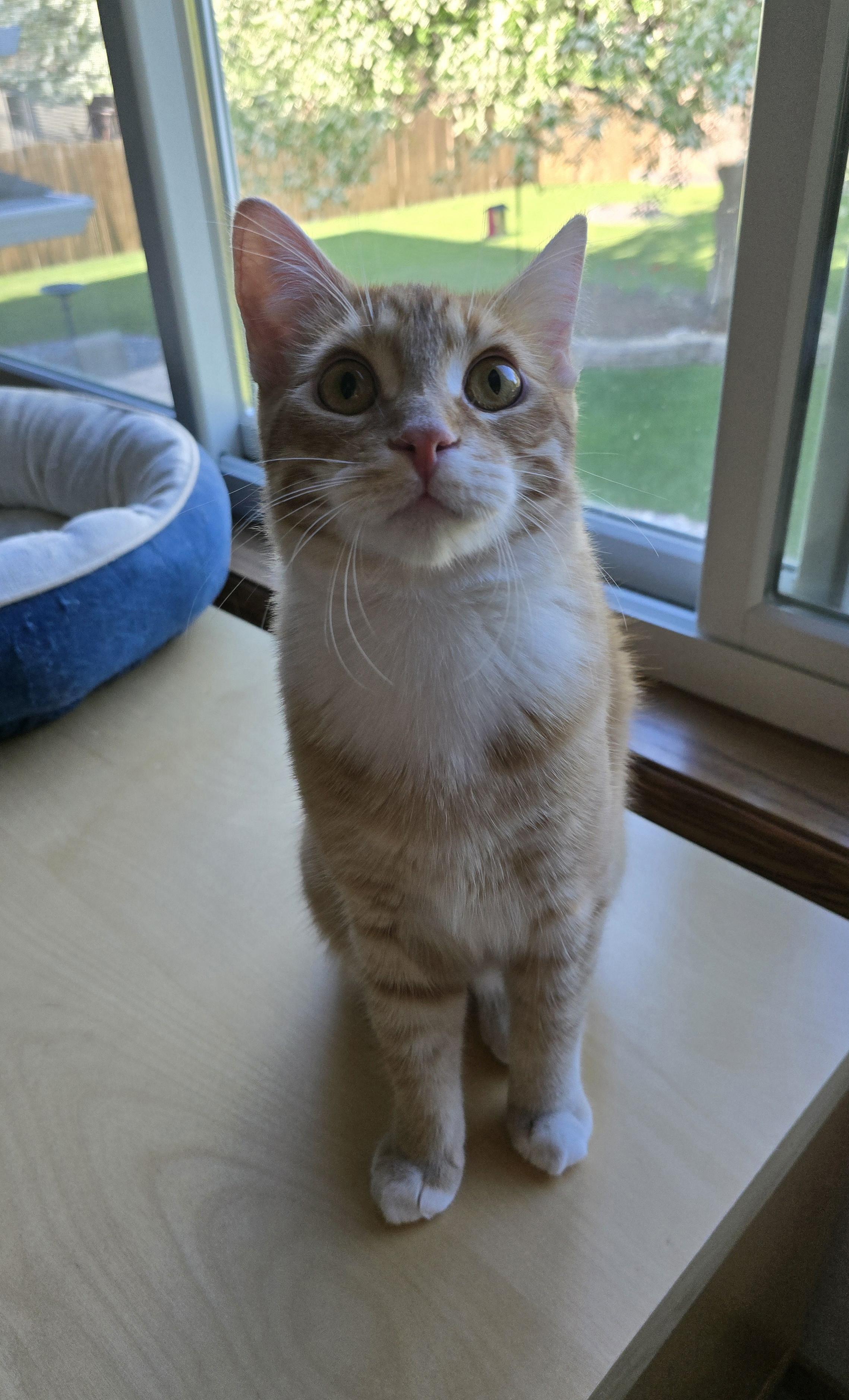 Enlarge Gucci - ADOPTION PENDING, a Adoptable Domestic Short Hair in Fargo, ND image 1/4
