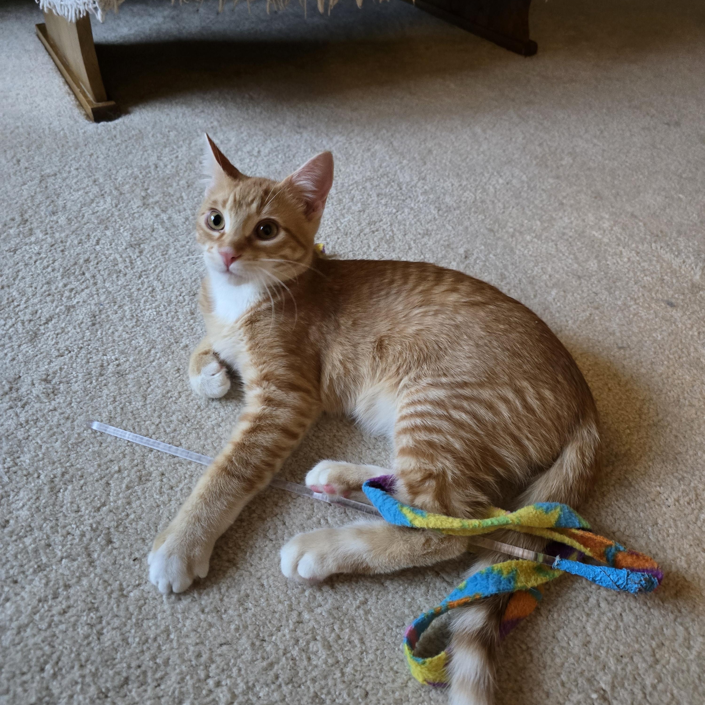 Enlarge Gucci, a Adoptable Domestic Short Hair in Fargo, ND image 4/5