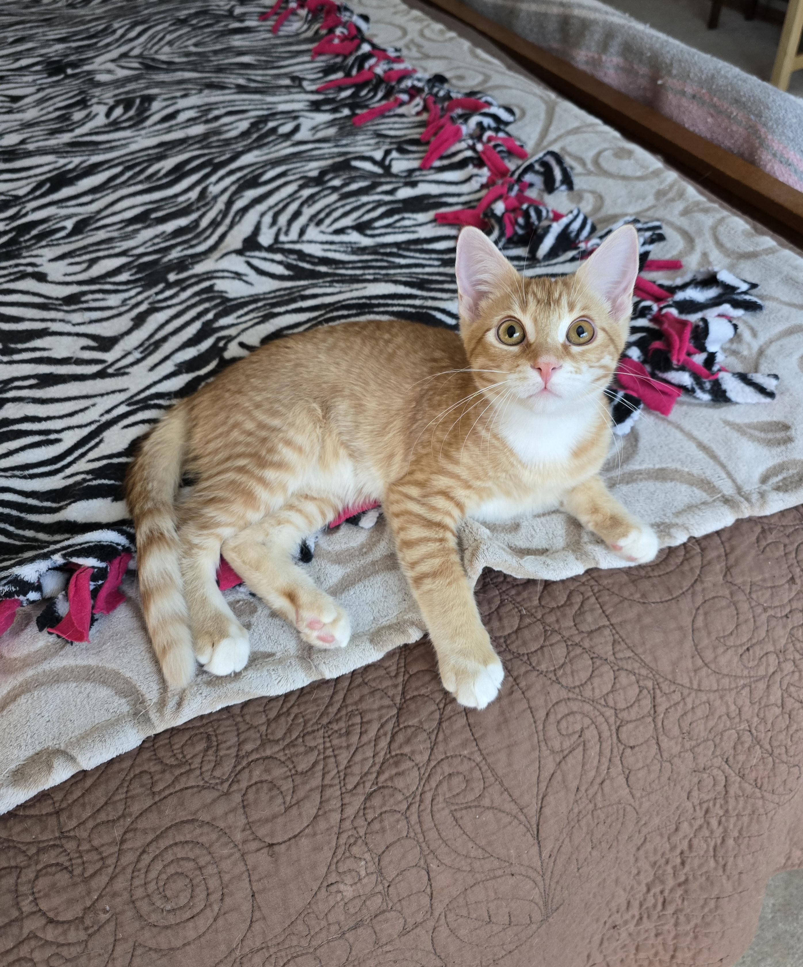 Gucci, Adoptable, Kitten Male Domestic Short Hair.