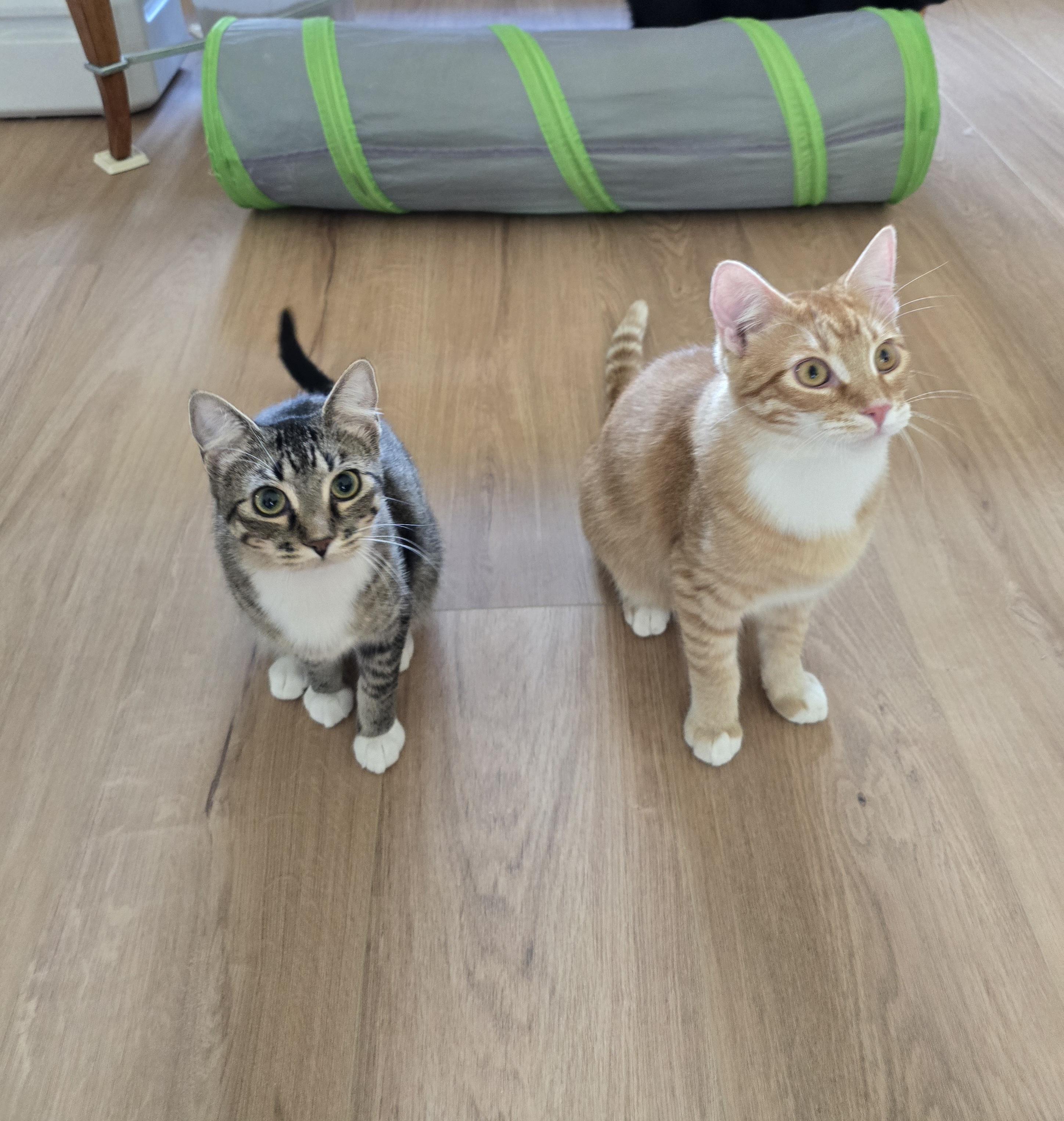 Enlarge Gucci - ADOPTION PENDING, a Adoptable Domestic Short Hair in Fargo, ND image 4/4