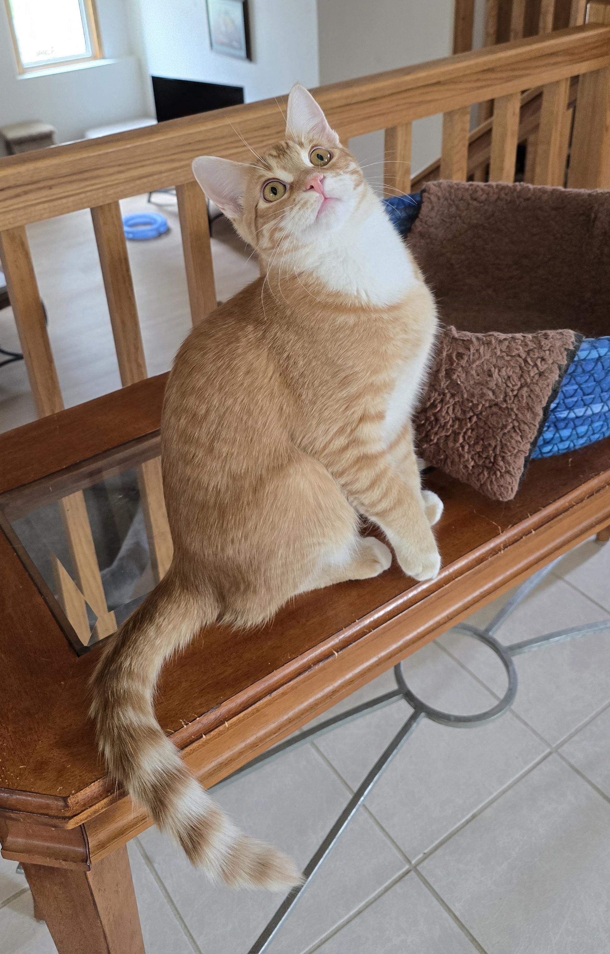 Enlarge Gucci - ADOPTION PENDING, a Adoptable Domestic Short Hair in Fargo, ND image 2/4