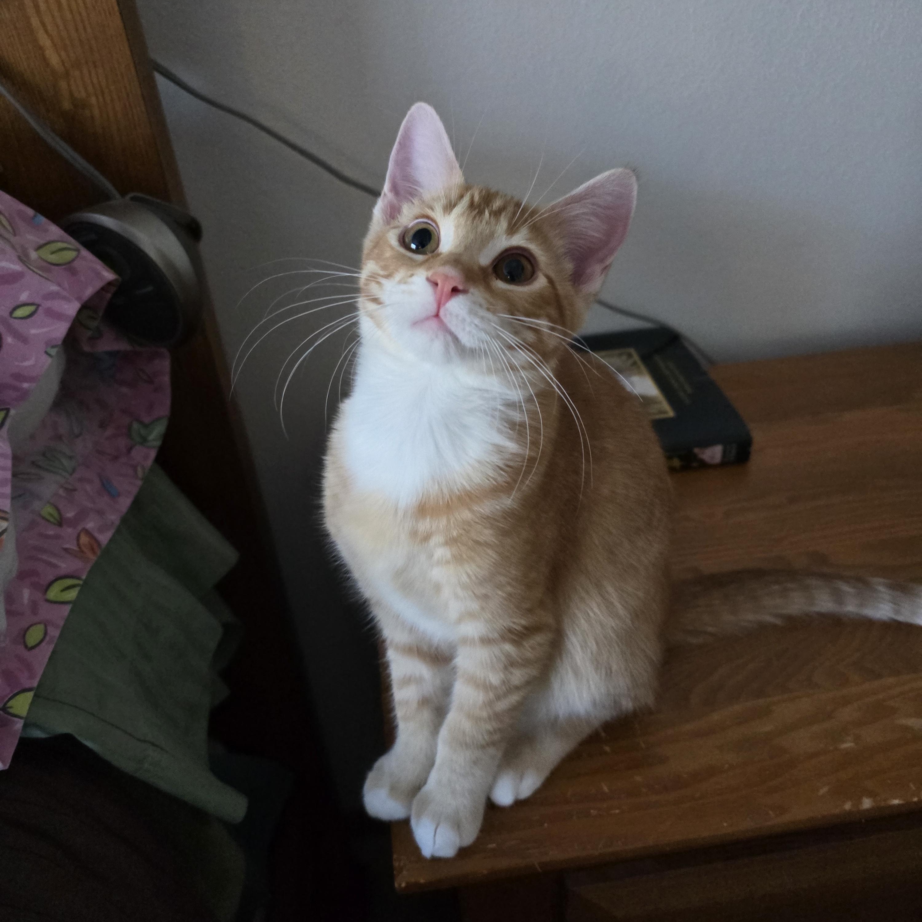 Gucci, Adoptable, Kitten Male Domestic Short Hair.