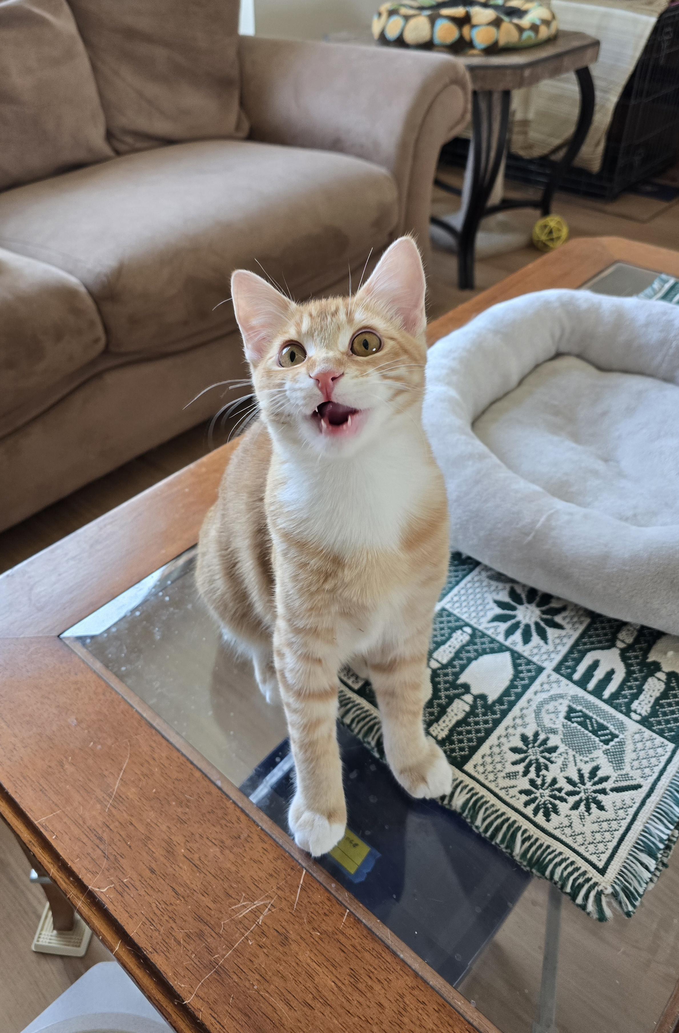 Enlarge Gucci, a Adoptable Domestic Short Hair in Fargo, ND image 2/5