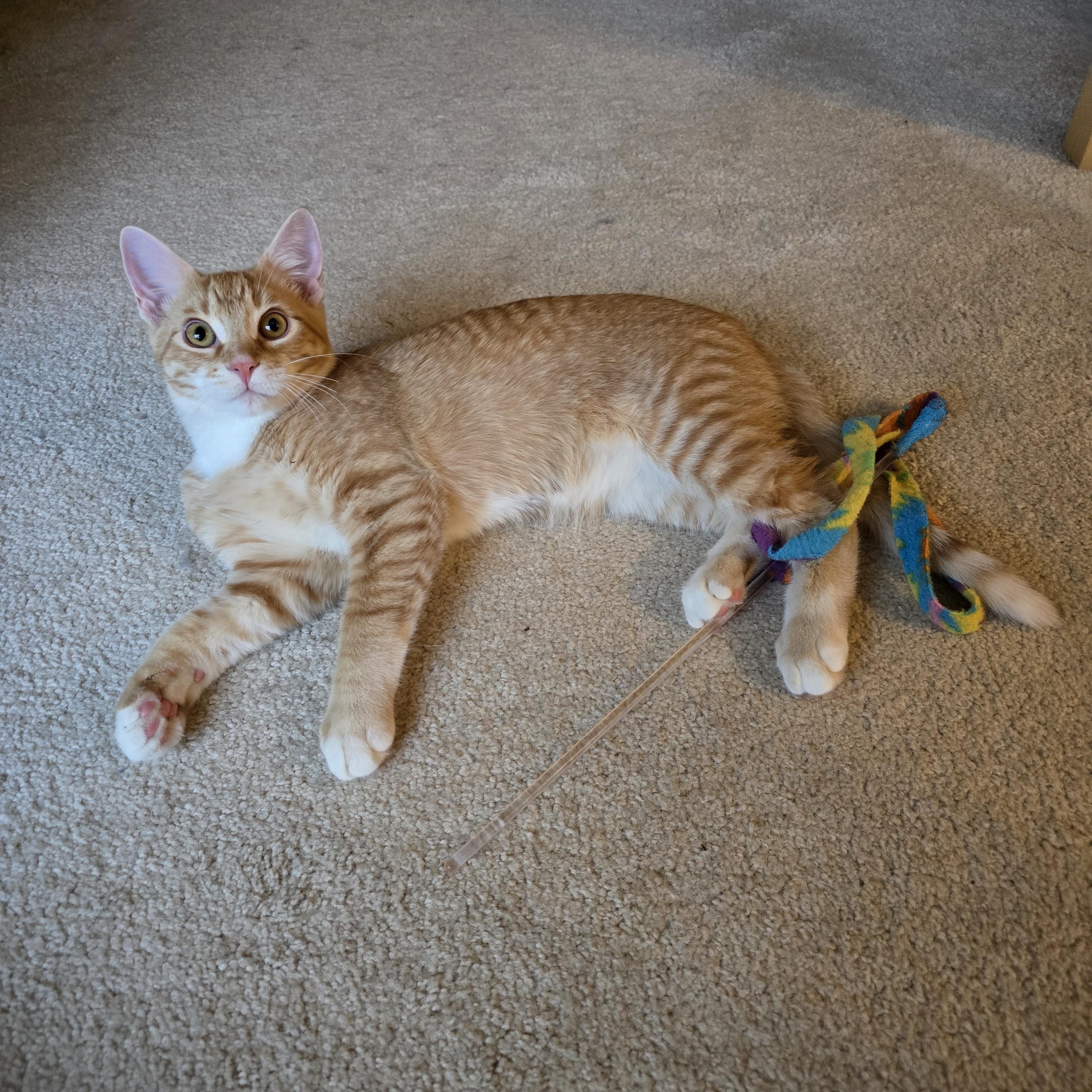 Enlarge Gucci, a Adoptable Domestic Short Hair in Fargo, ND image 3/5