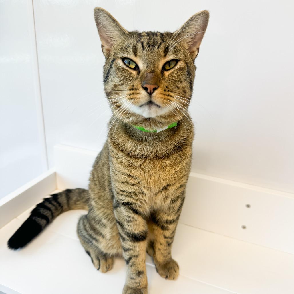 Landinwood, Adoptable, Adult Male Domestic Short Hair.