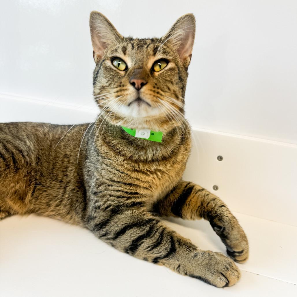 Enlarge Landinwood, a Adoptable Domestic Short Hair in Fort Wayne, IN image 2/4