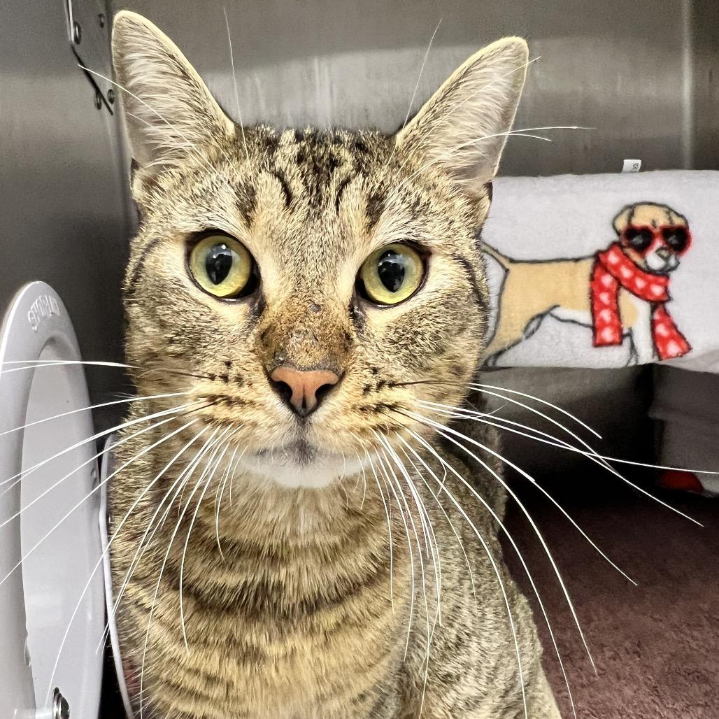 Enlarge Landinwood, a Adoptable Domestic Short Hair in Fort Wayne, IN image 3/4