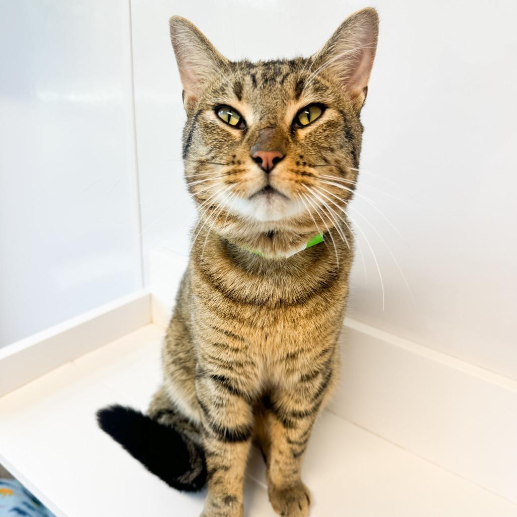 Enlarge Landinwood, a Adoptable Domestic Short Hair in Fort Wayne, IN image 4/4
