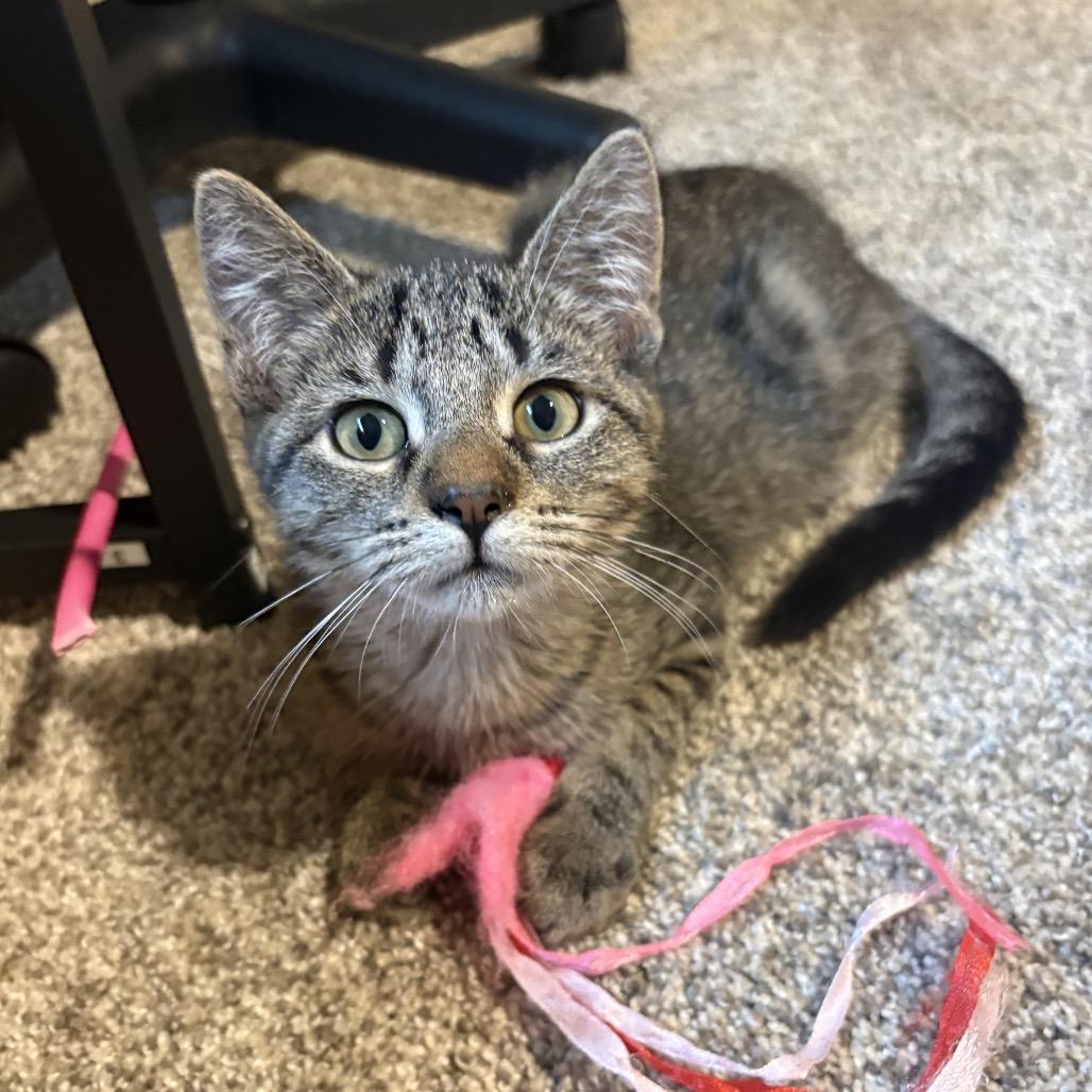 Sophia, Adoptable, Kitten Female Domestic Short Hair.