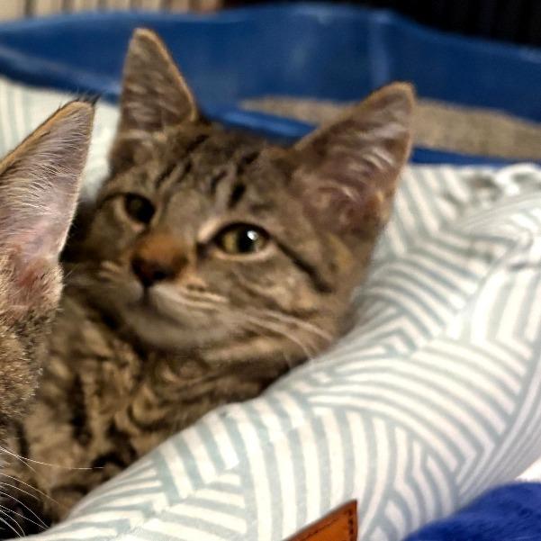 Enlarge Sophia, a Adoptable Domestic Short Hair in Mondovi, WI image 2/2