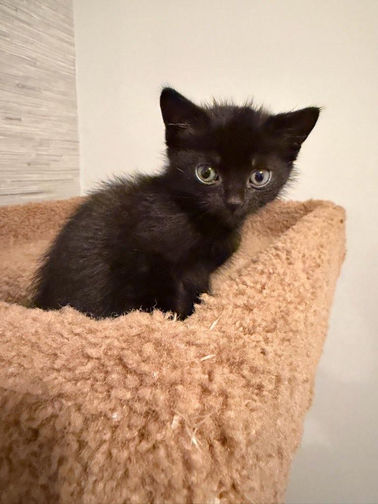 Petra Parker, Adoptable, Kitten Female Domestic Short Hair.