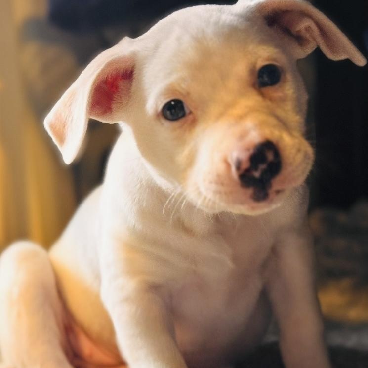 Porscha, a  Mixed Breed Dog available for adoption in Massachusetts