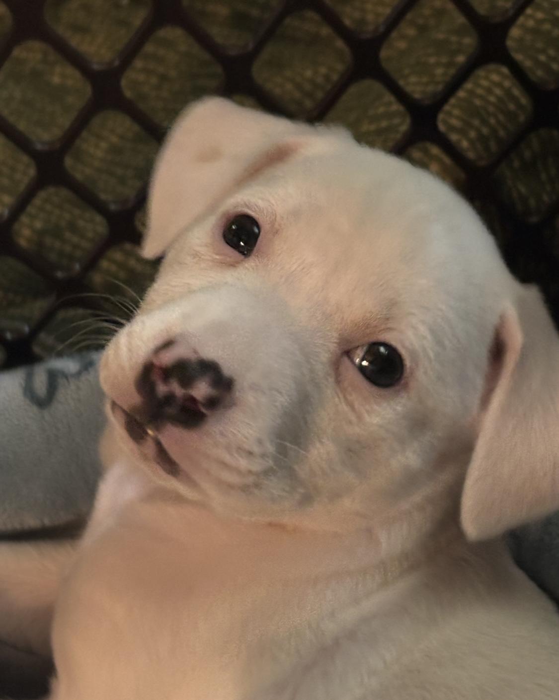 Photo of Porscha