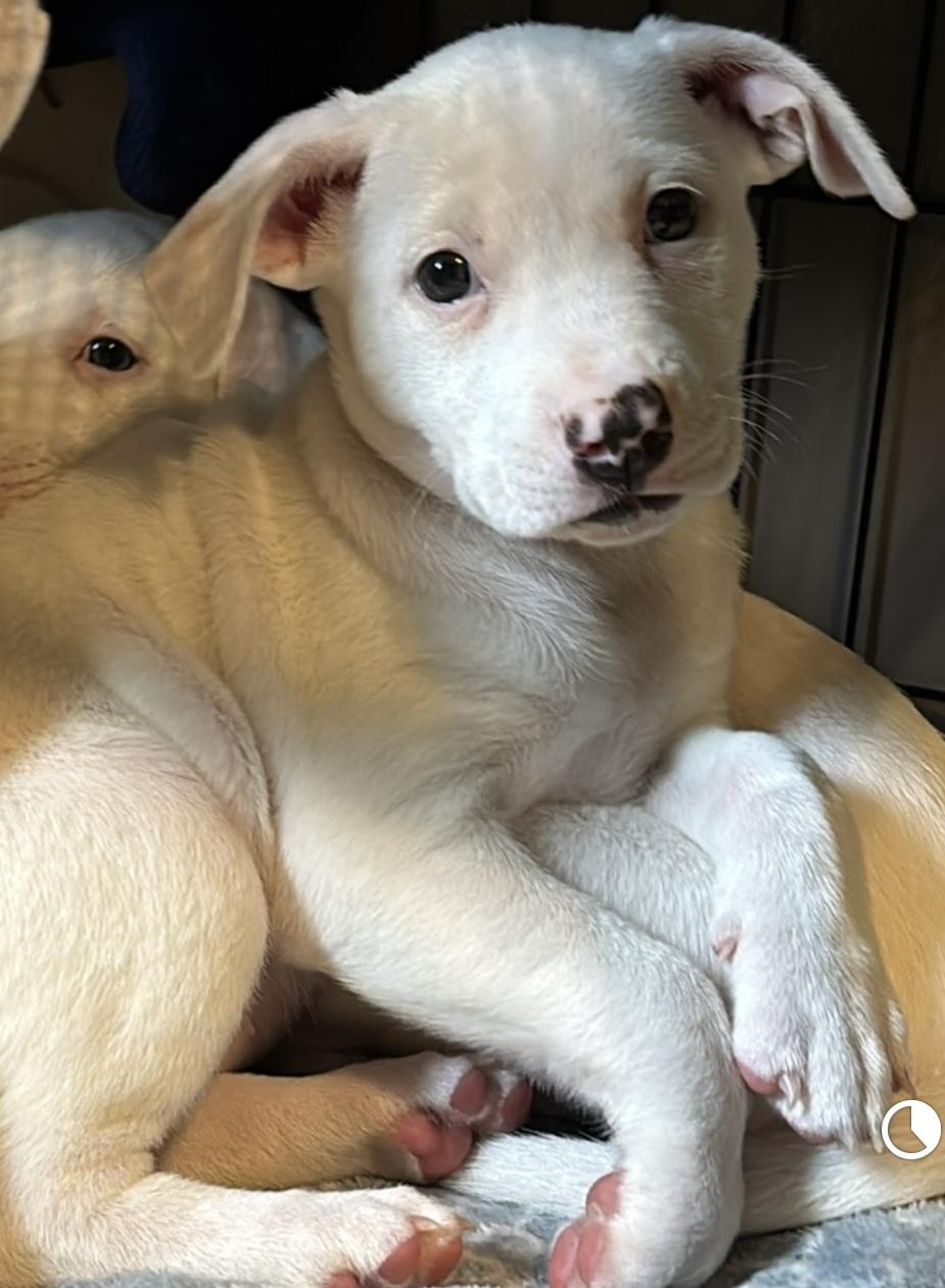 Photo of Porscha