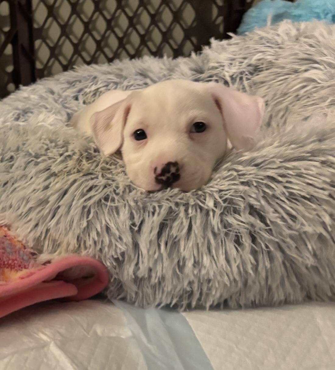 Photo of Porscha