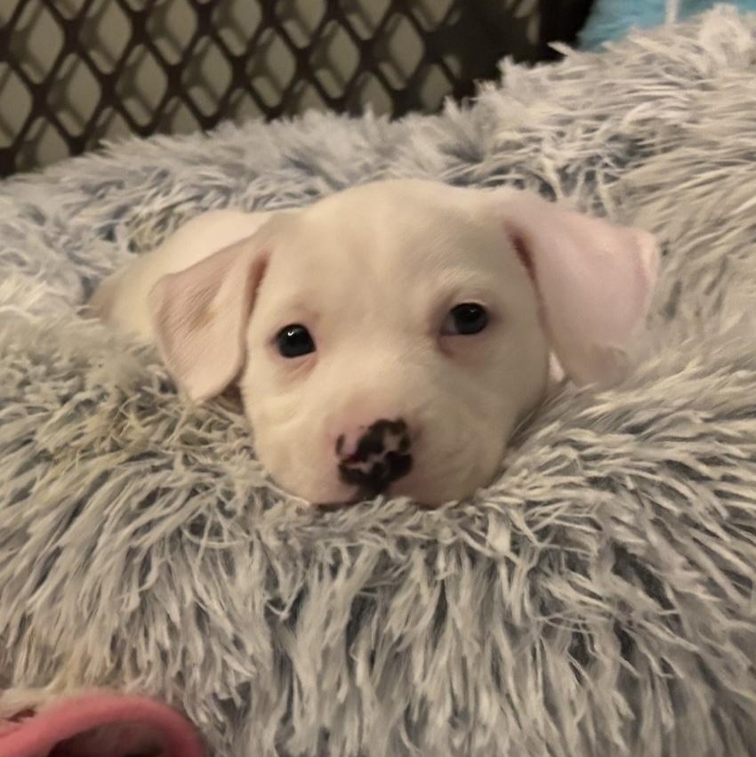 Porscha available for adoption photo 5