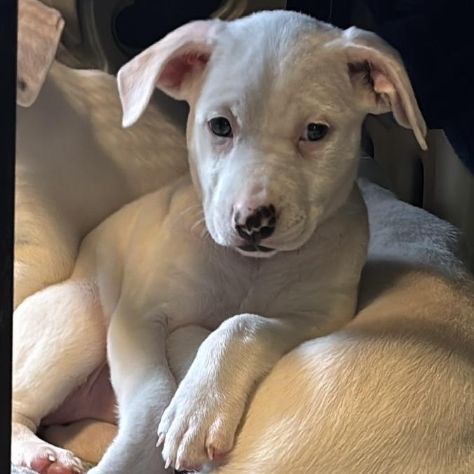 Porscha available for adoption photo 2