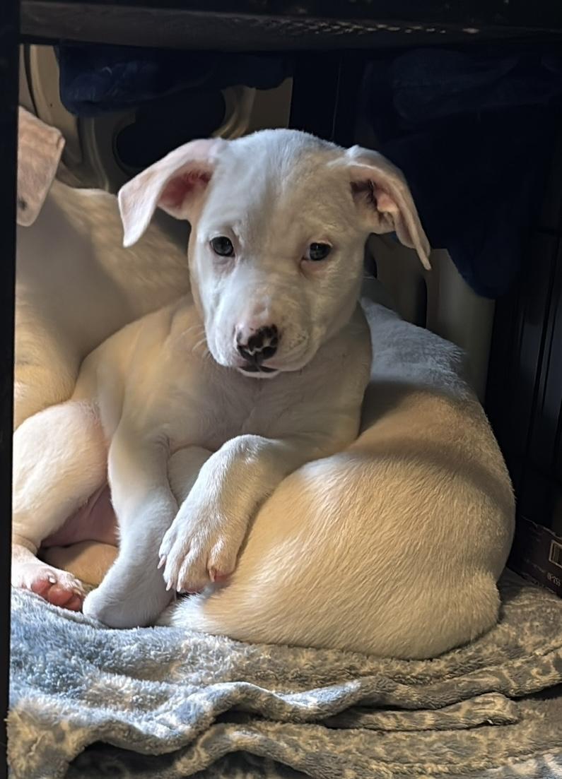 Photo of Porscha