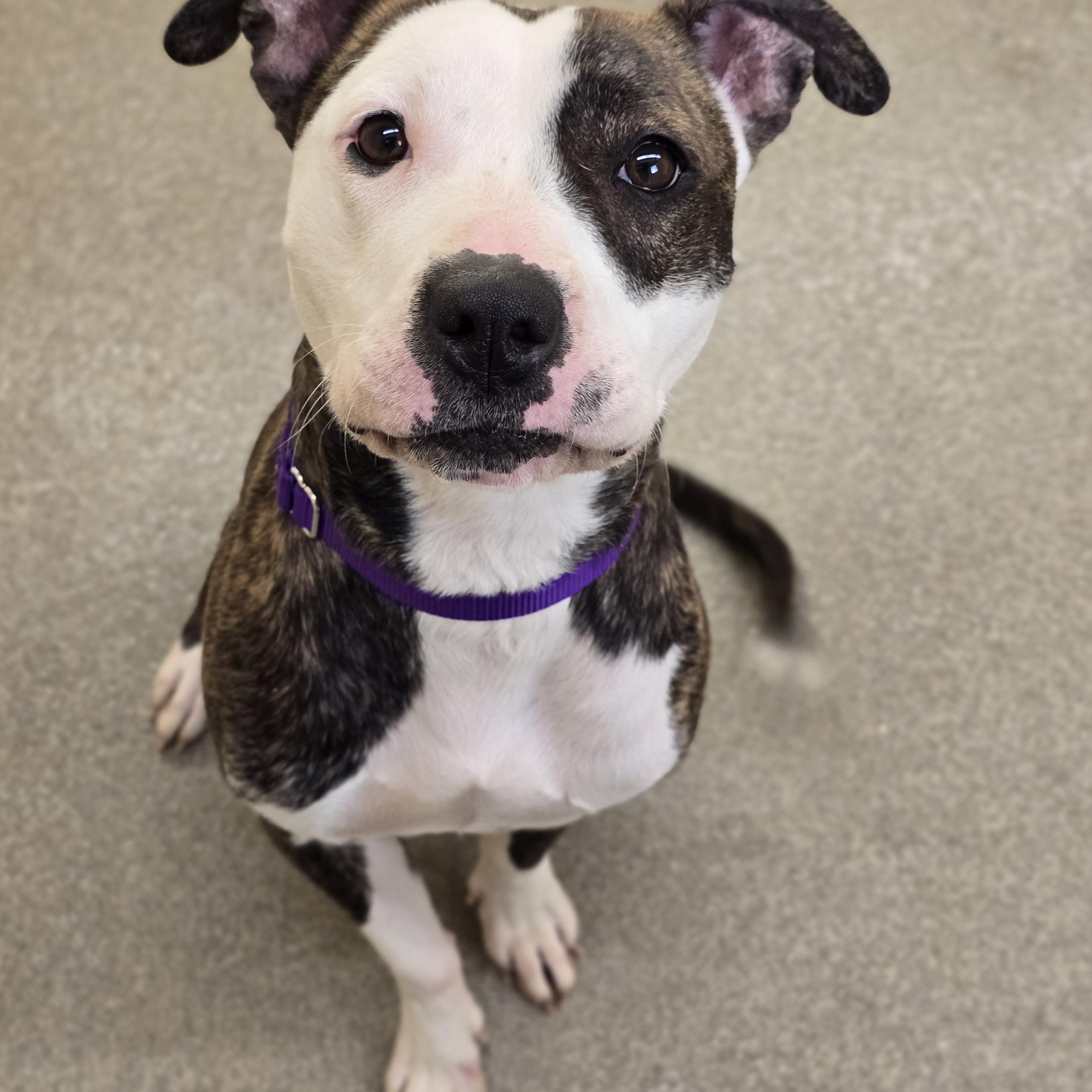 Enlarge Phoenix, a Adoptable mixed breed in Edison, NJ image 1/1
