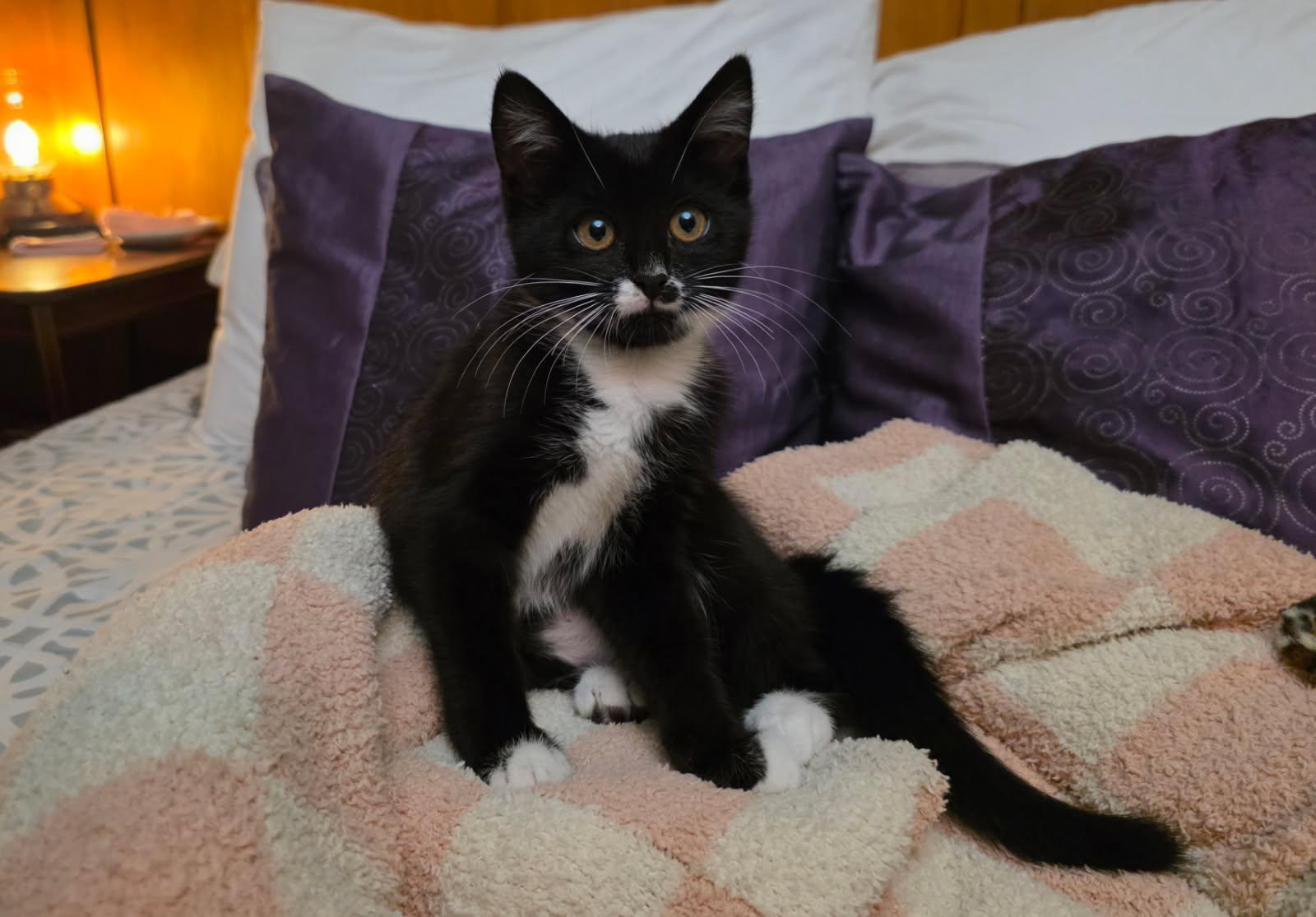 Tiger Lilly, Adoptable, Kitten Female Domestic Short Hair.