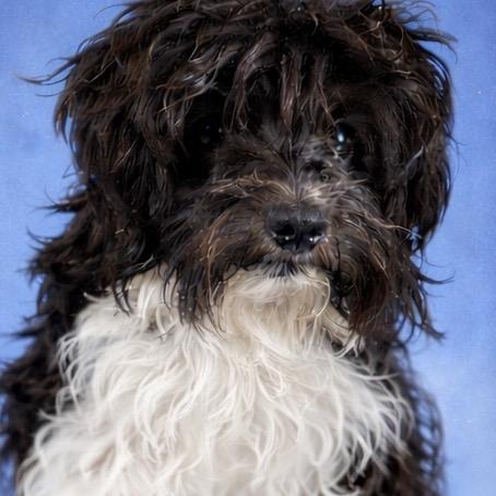 Collette, Adoptable, Adult Female Cavalier King Charles Spaniel & Poodle.