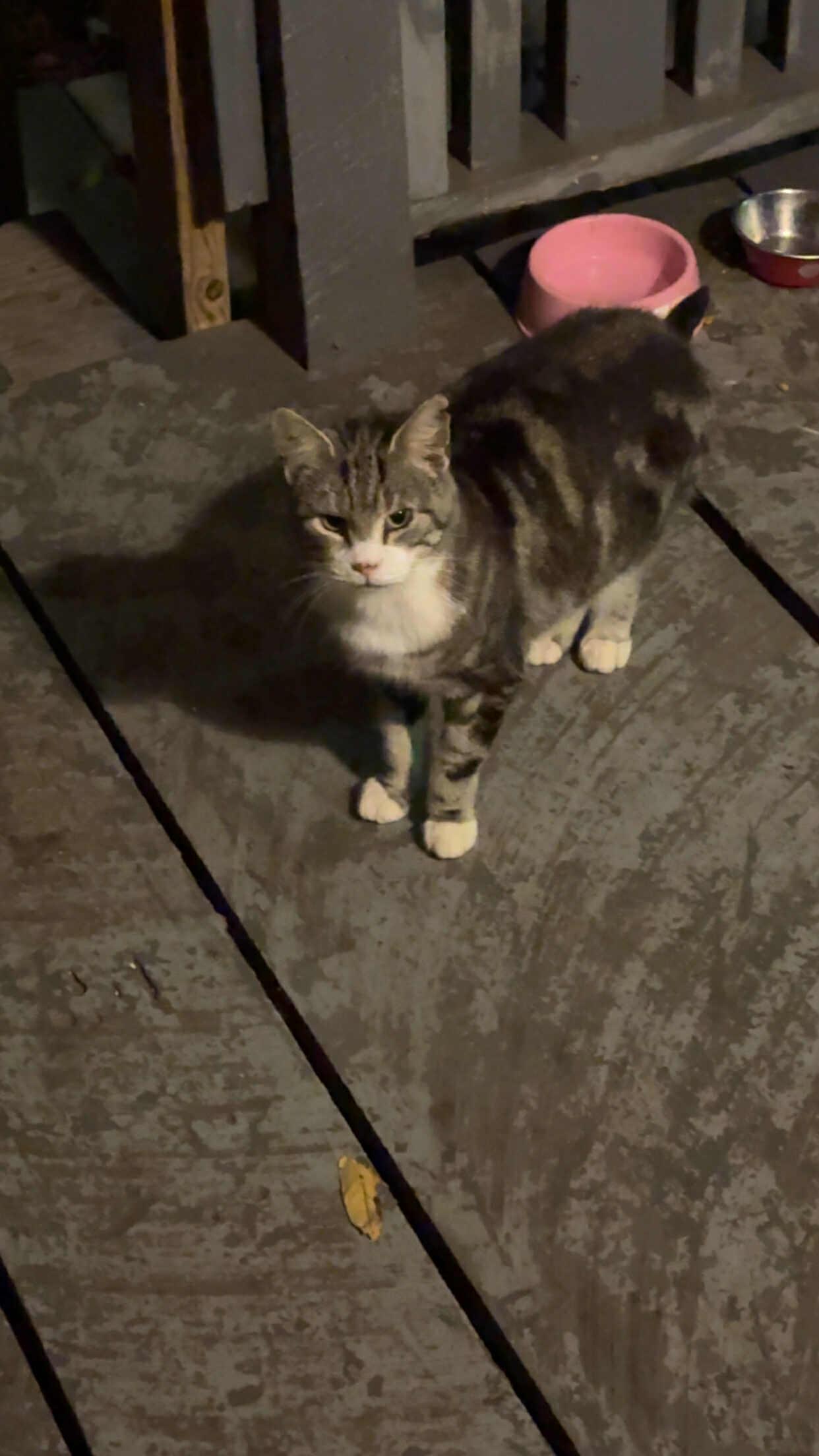 Sissy, Adoptable, Young Female Tabby.