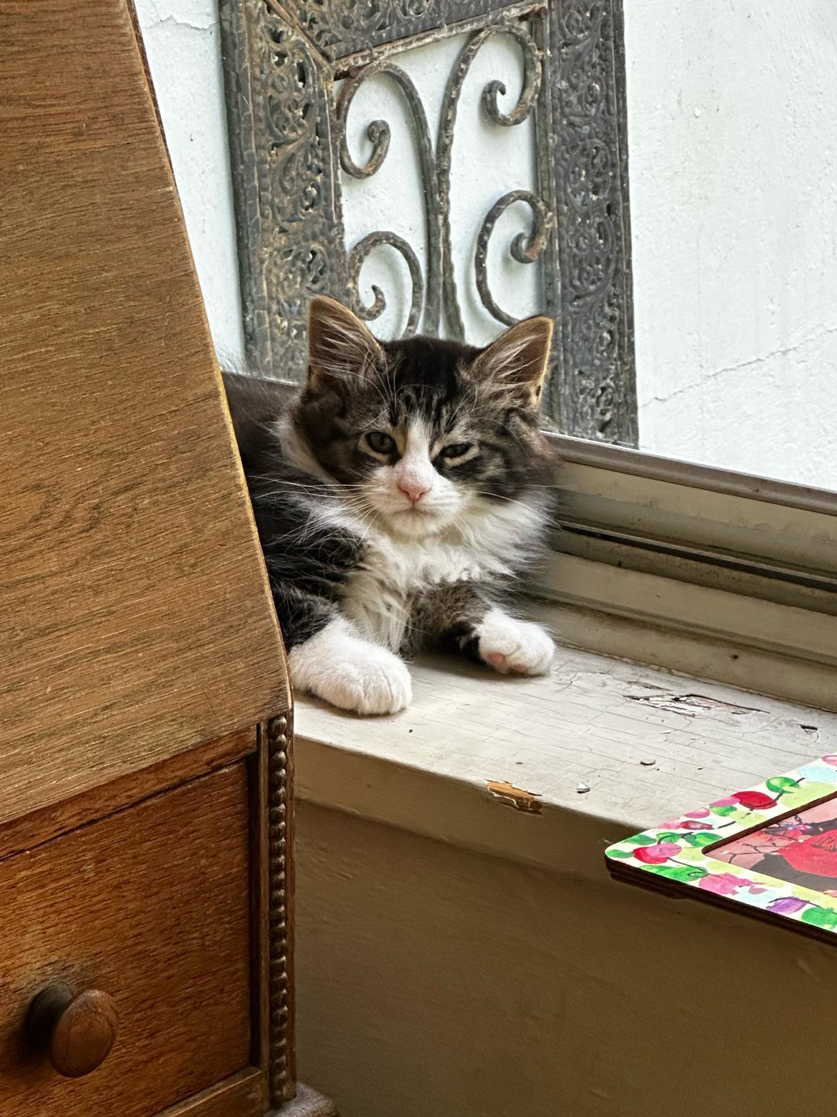 Wando, Adoptable, Kitten Male Domestic Long Hair.