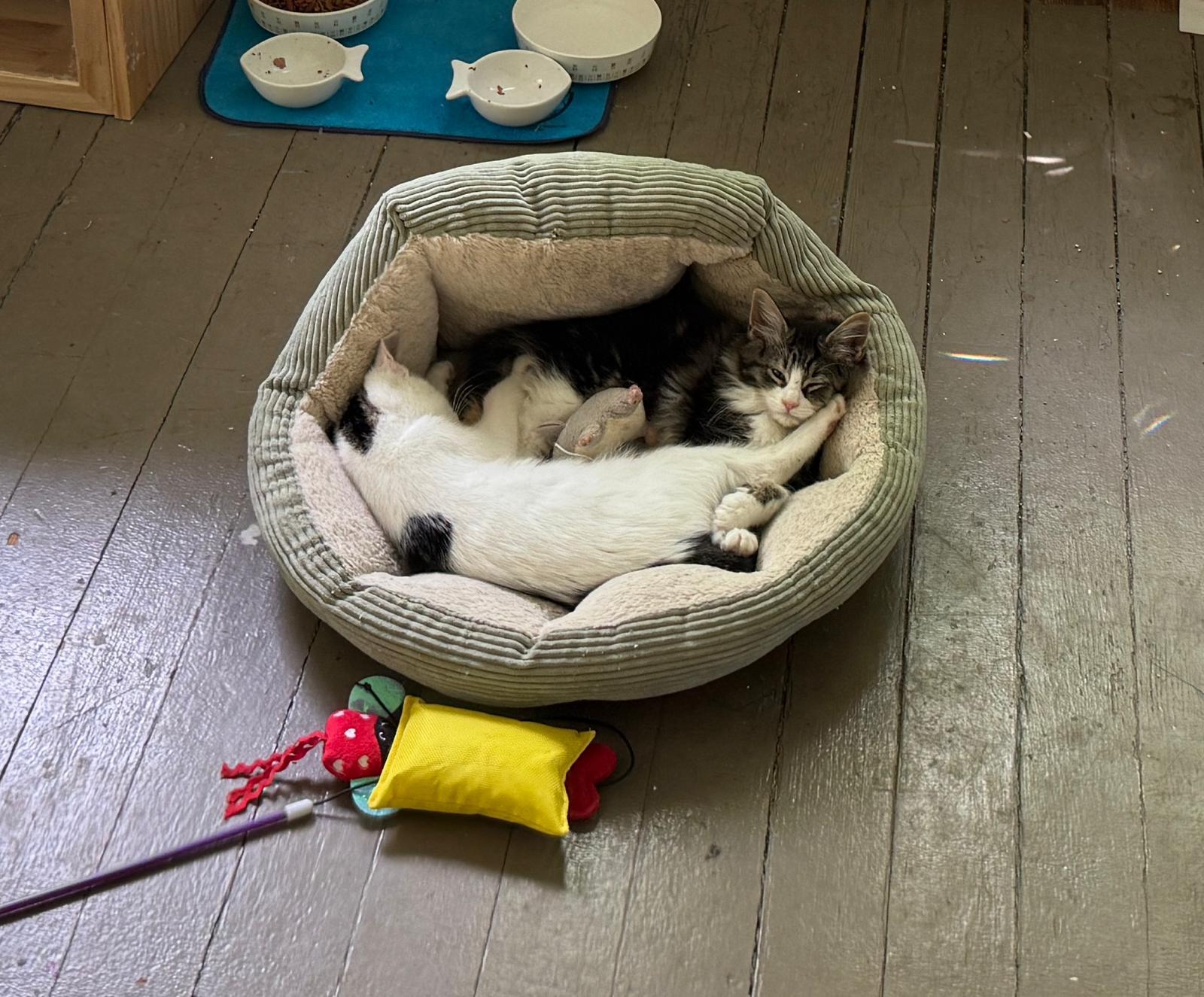 Wando, a Adoptable Domestic Long Hair in Jersey City, NJ image 2/5