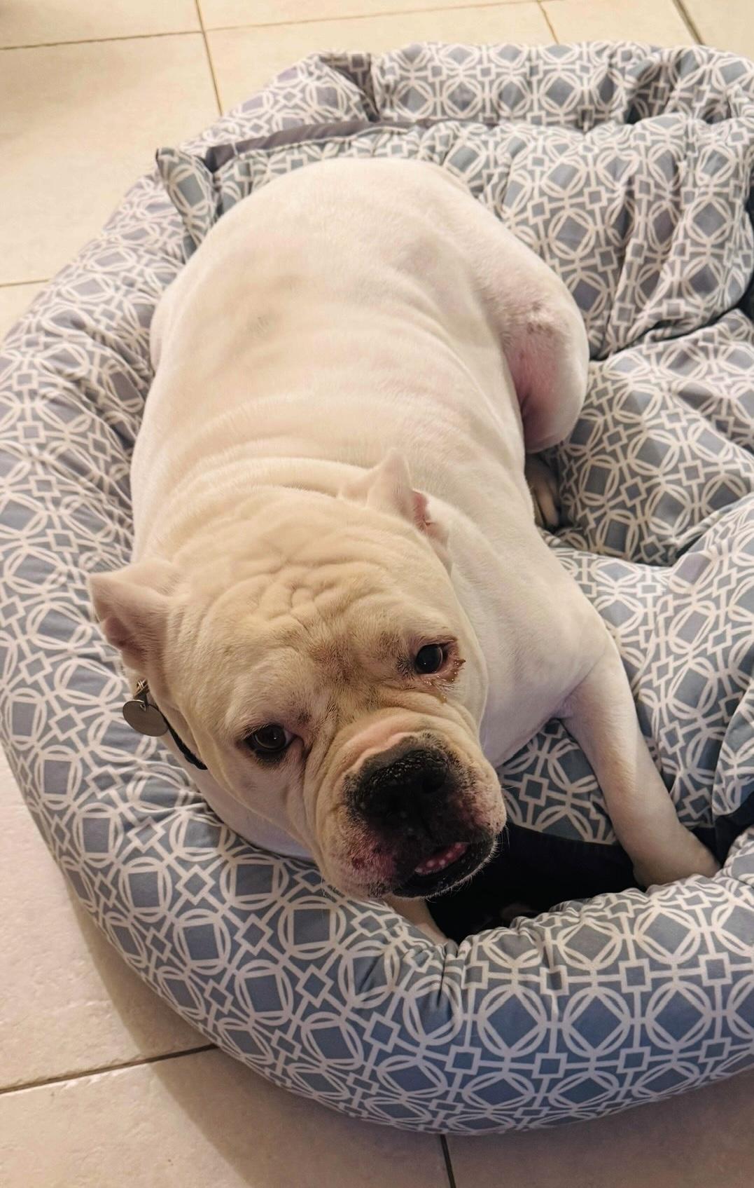 Archie, Adoptable, Senior Male American Bulldog.