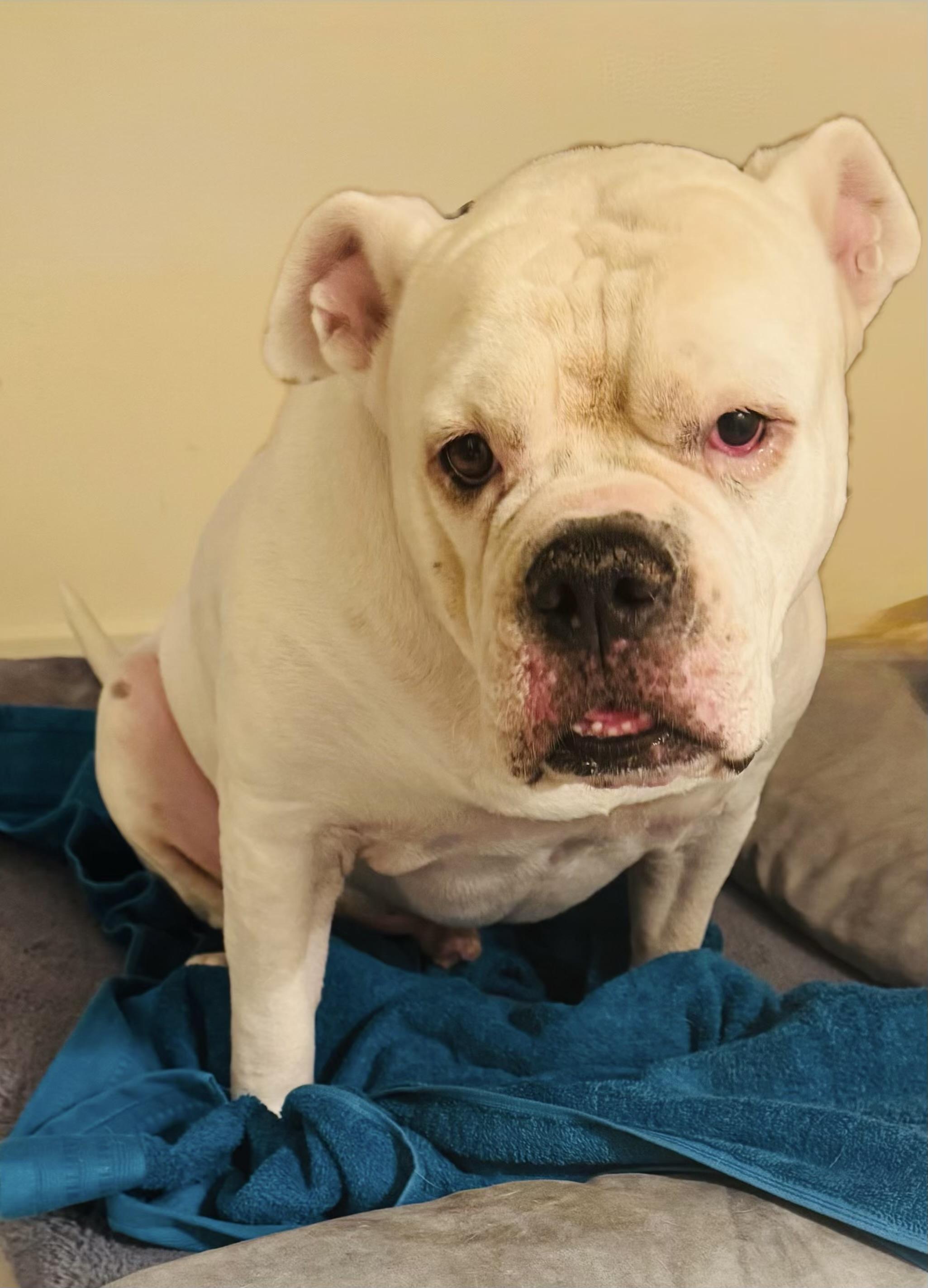 Archie, a Adoptable American Bulldog in Davie, FL image 2/4