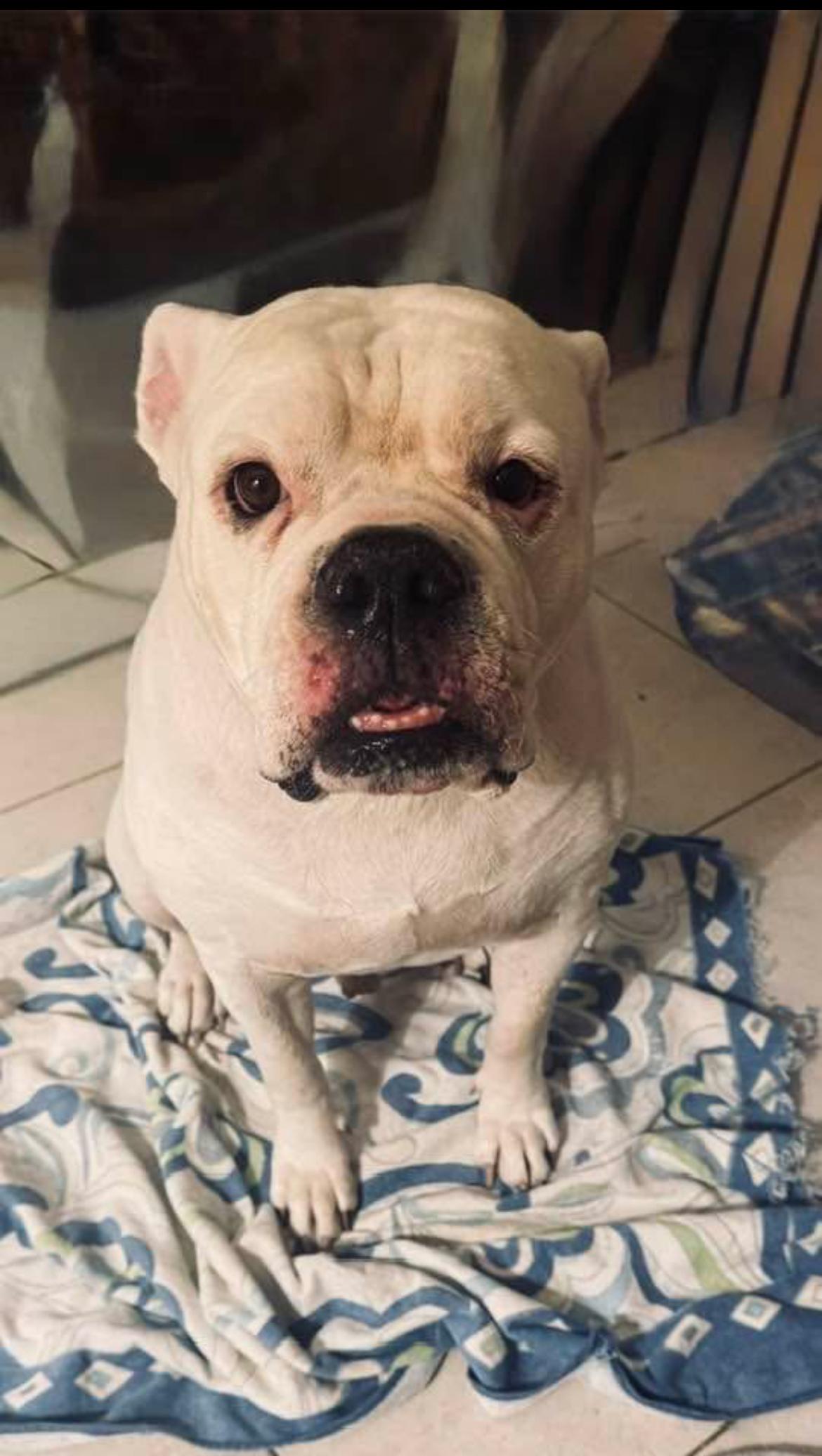 Archie, a Adoptable American Bulldog in Davie, FL image 3/4