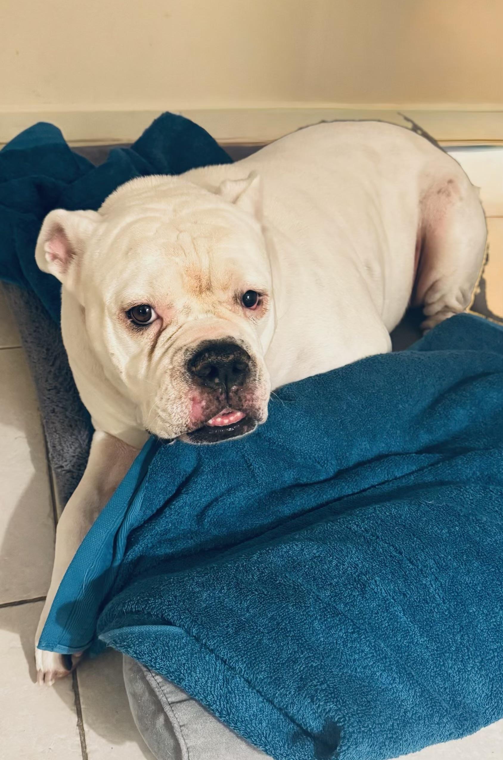 Archie, a Adoptable American Bulldog in Davie, FL image 4/4