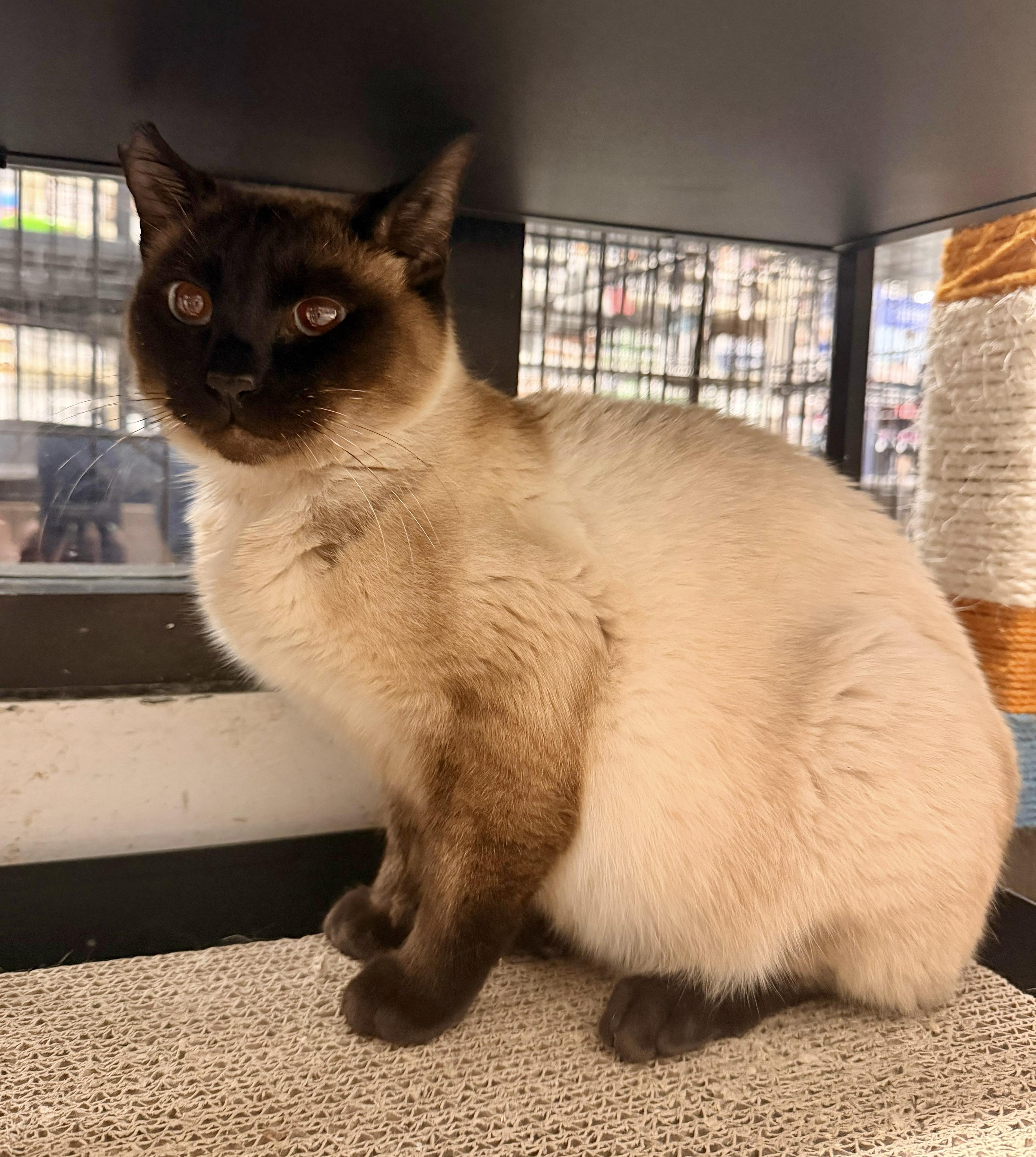 Enlarge Oatmeal, an adopted Siamese in San Juan Capistrano, CA image 1/1