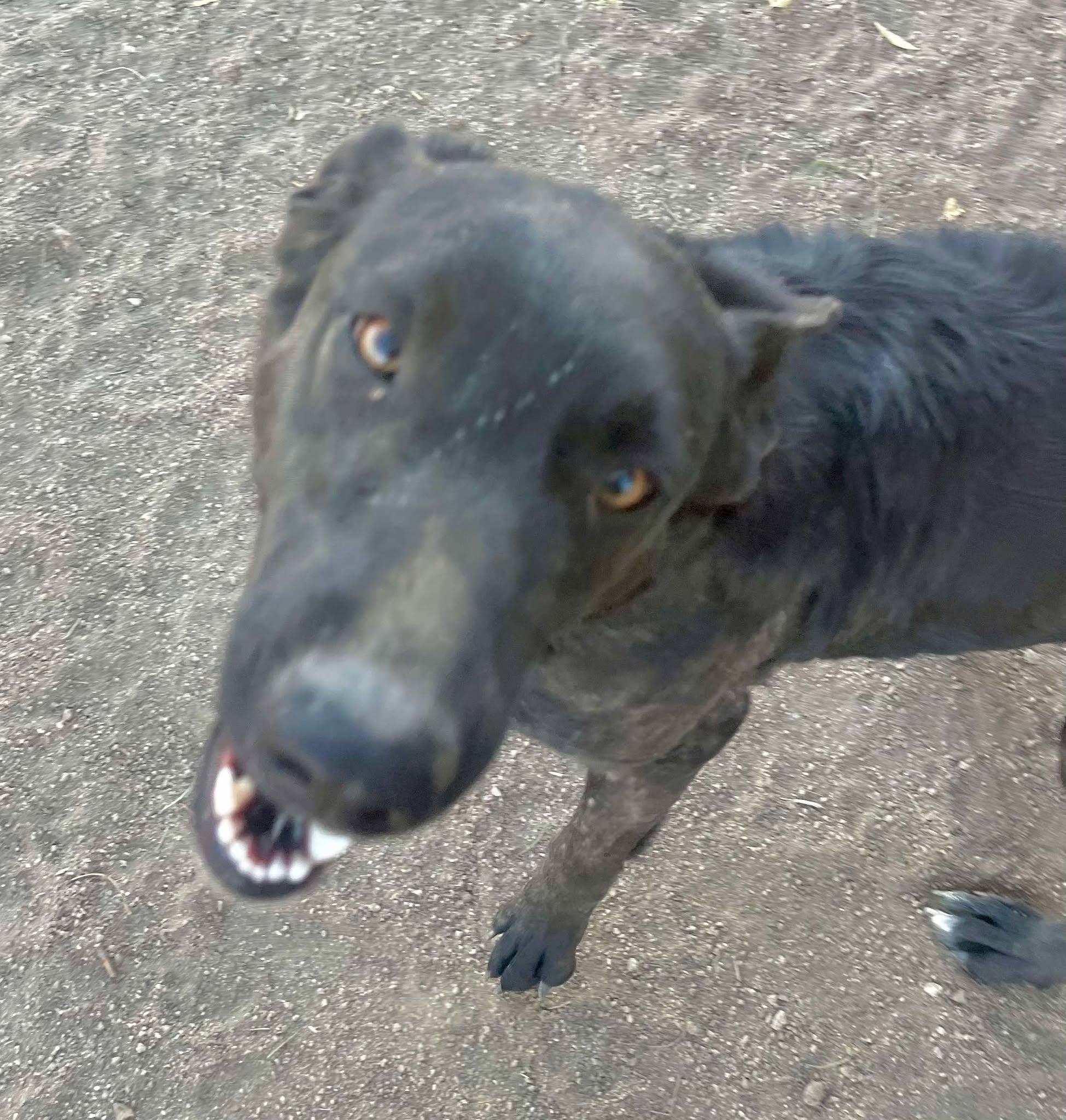 Enlarge Freya , an adopted mixed breed in Los Angeles, CA image 3/6