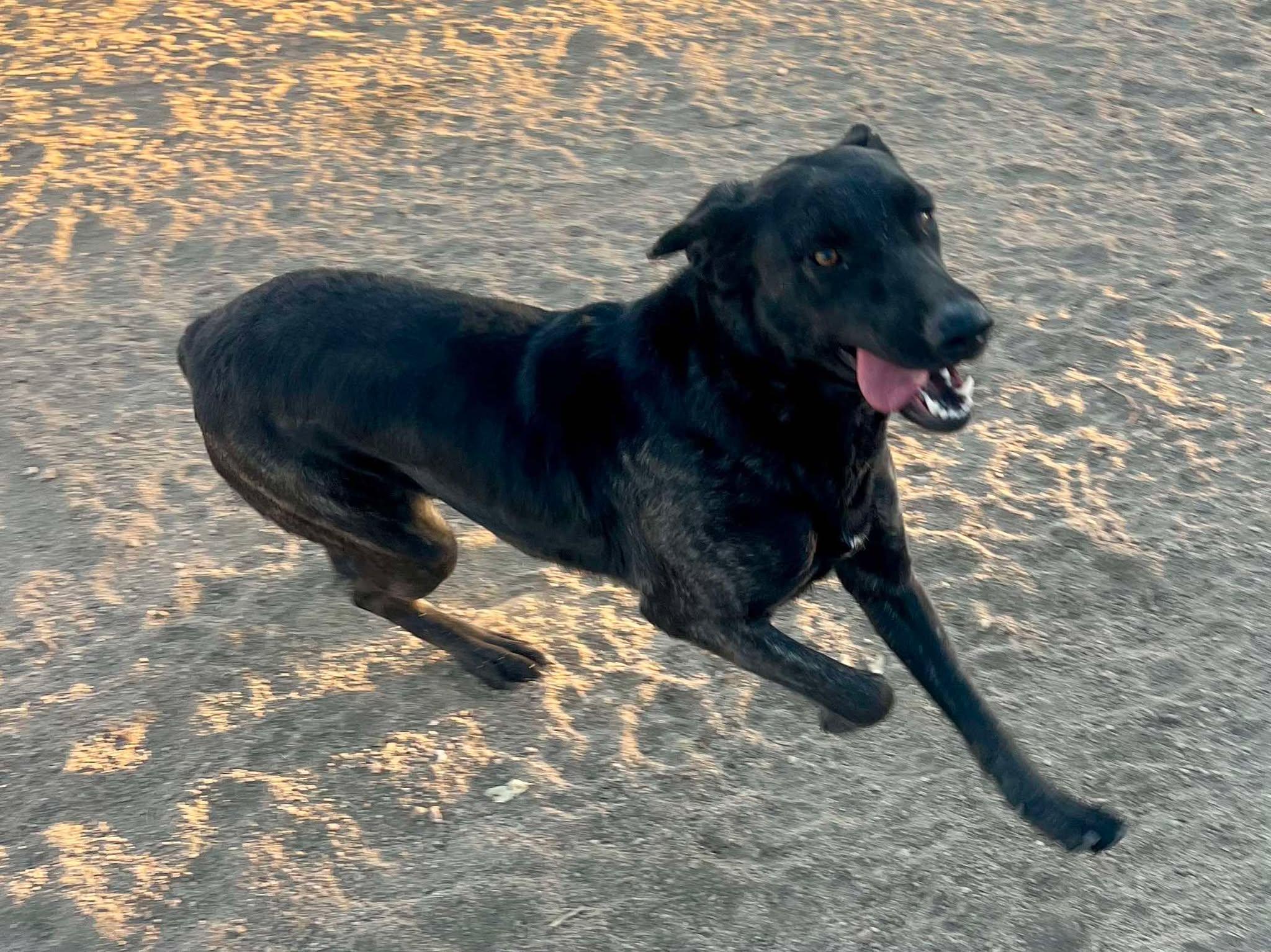 Freya , adopted, Adult Female Belgian Shepherd / Malinois.