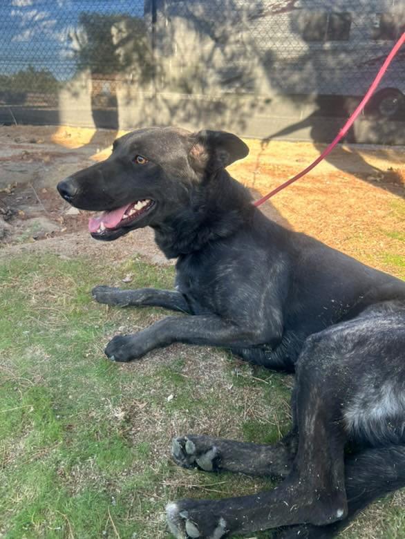 Enlarge Freya , an adopted mixed breed in Los Angeles, CA image 2/6