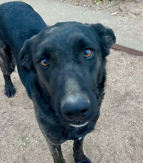 Enlarge Freya , an adopted mixed breed in Los Angeles, CA image 6/6