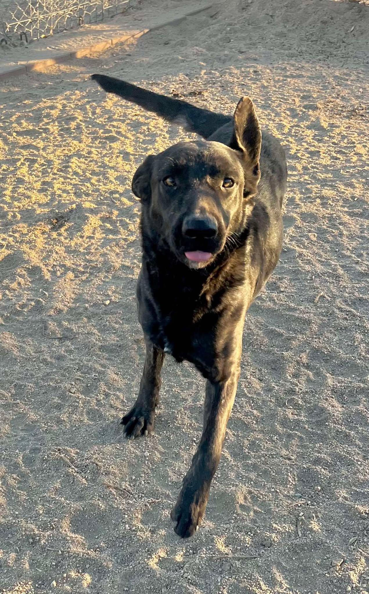 Enlarge Freya , an adopted mixed breed in Los Angeles, CA image 4/6