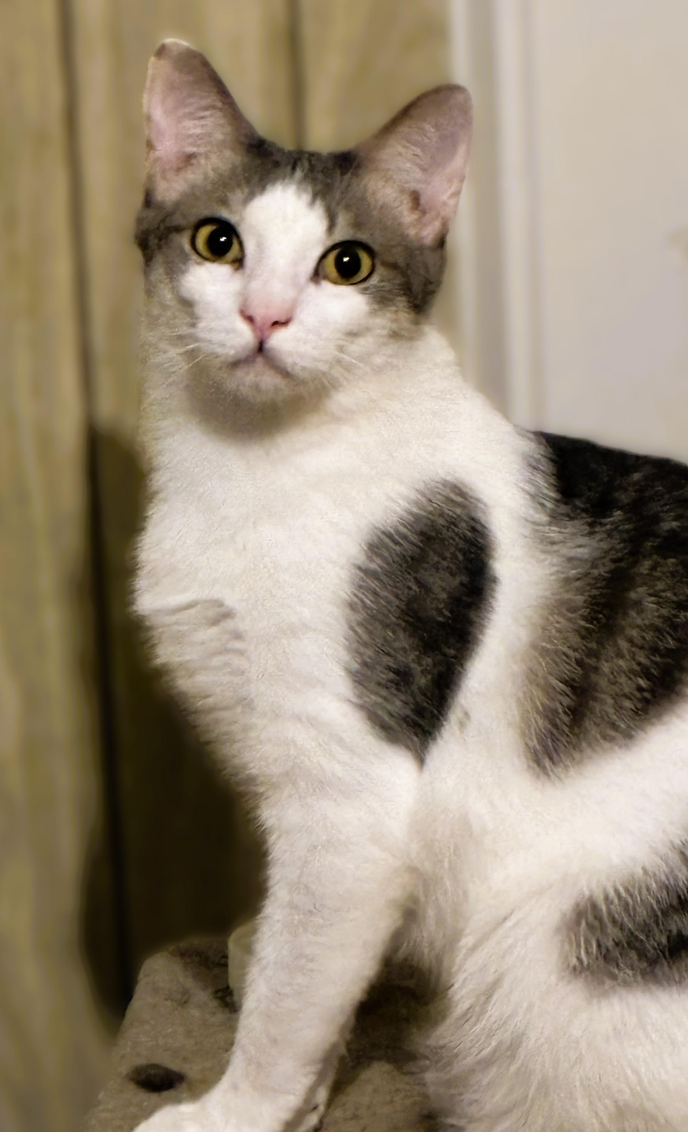 Jack, a Adoptable Domestic Short Hair in Charlotte, NC image 2/5