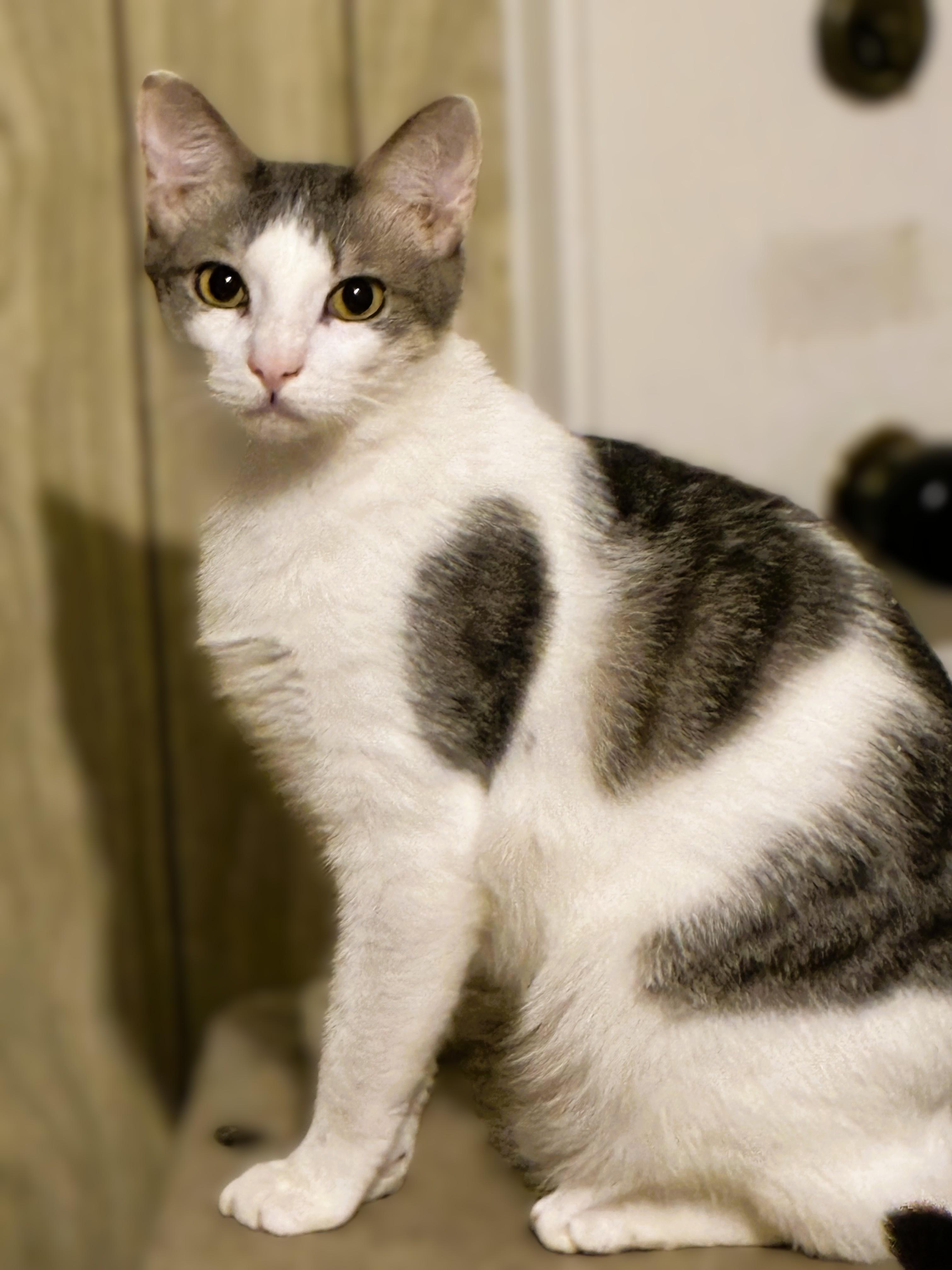 Jack, a Adoptable Domestic Short Hair in Charlotte, NC image 4/5