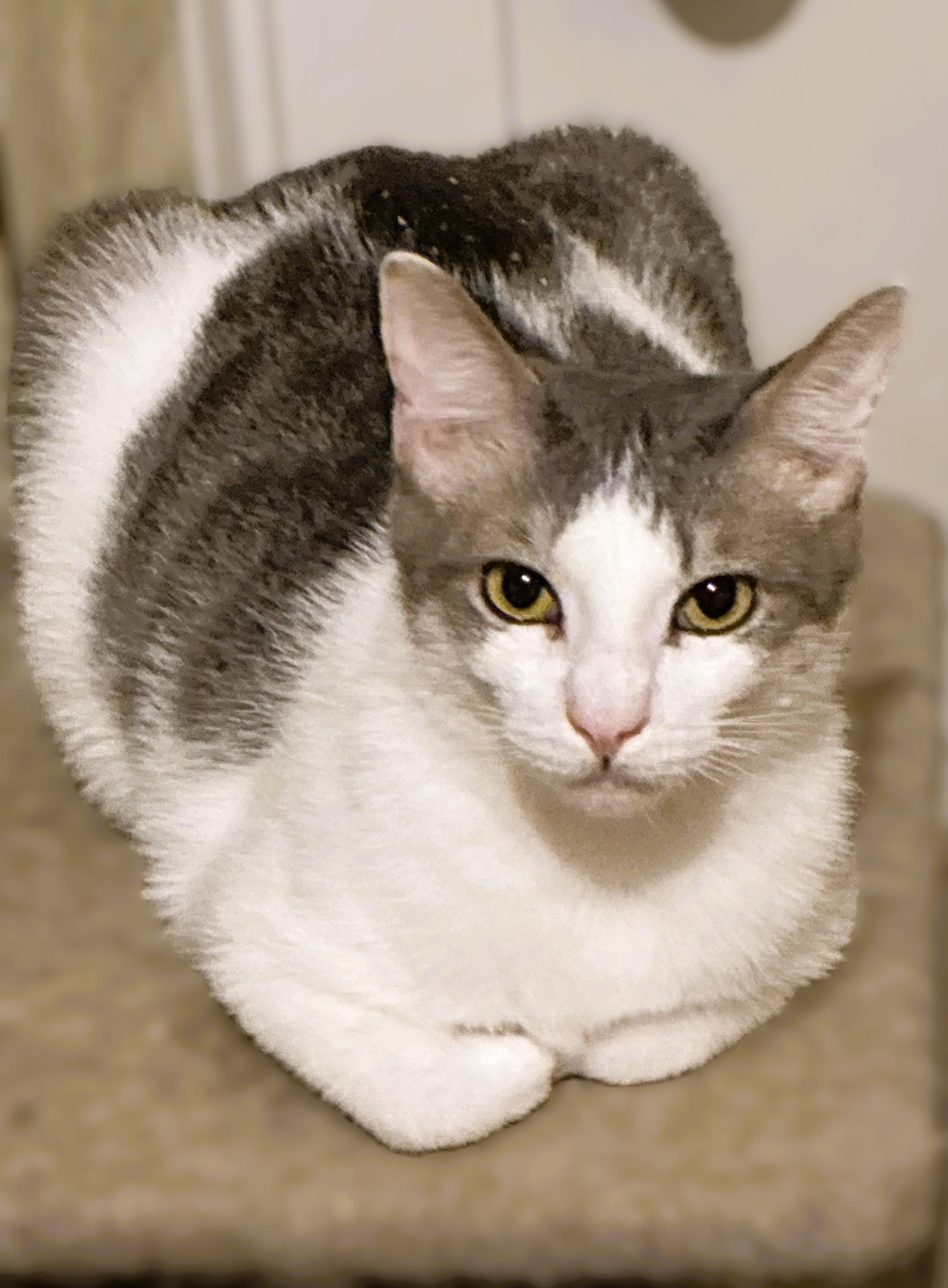 Jack, a Adoptable Domestic Short Hair in Charlotte, NC image 3/5