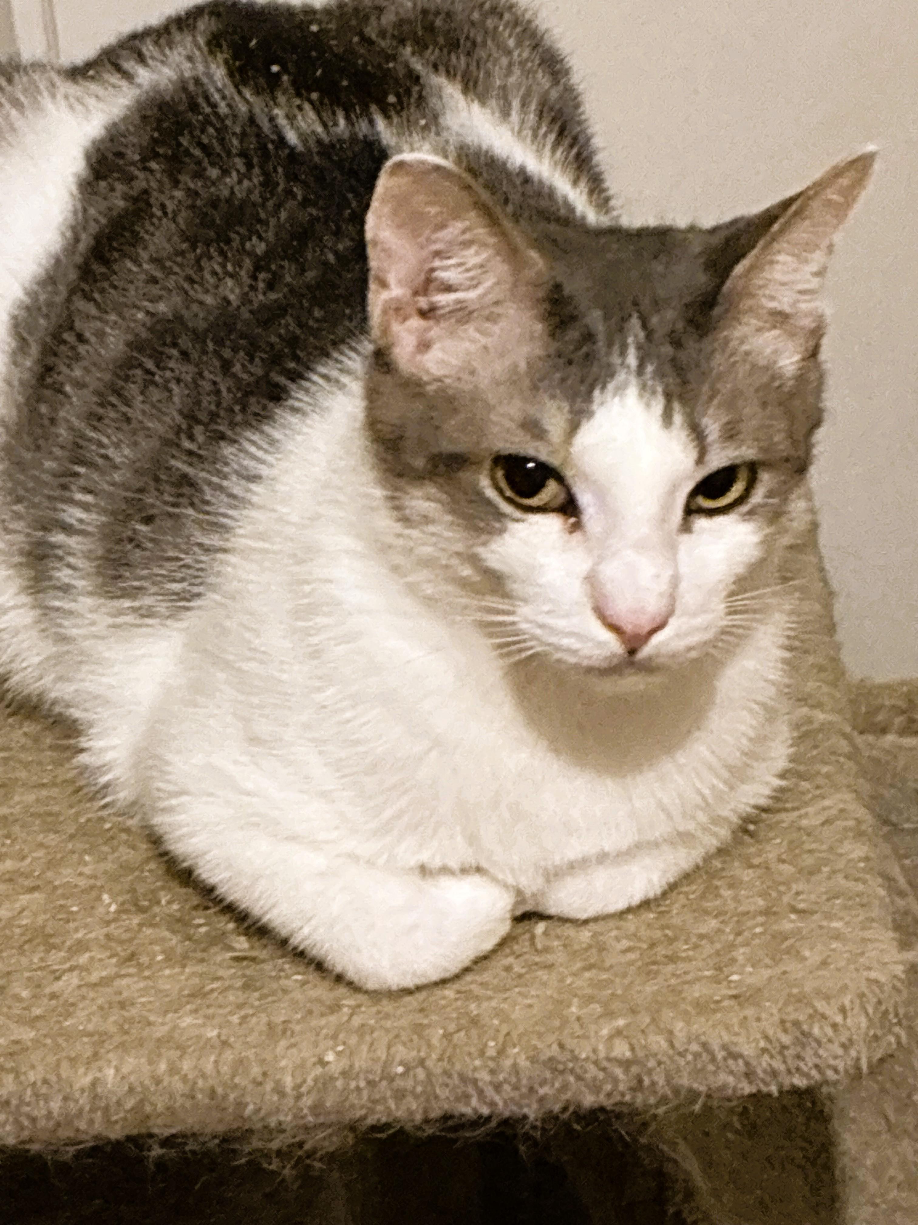 Jack, a Adoptable Domestic Short Hair in Charlotte, NC image 5/5