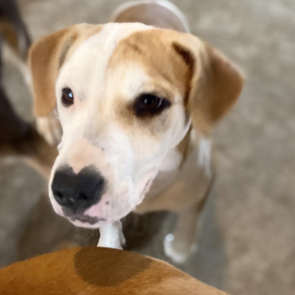 Pepper- GRADUATED FROM PAWS-IN-PRISON., Adoptable, Adult Female Pit Bull Terrier.