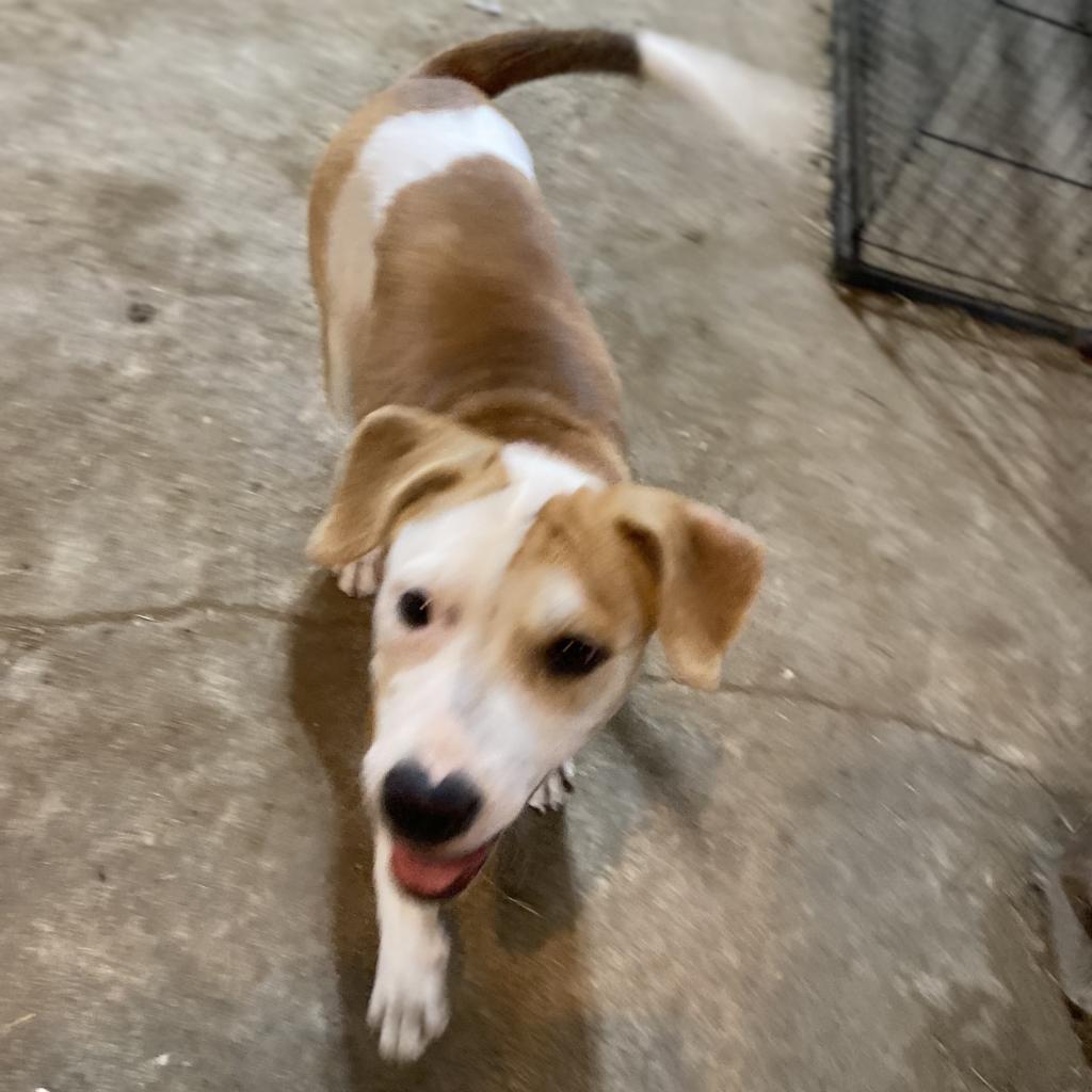 Enlarge Pepper- GRADUATED FROM PAWS-IN-PRISON., a Adoptable mixed breed in Union City, PA image 2/6