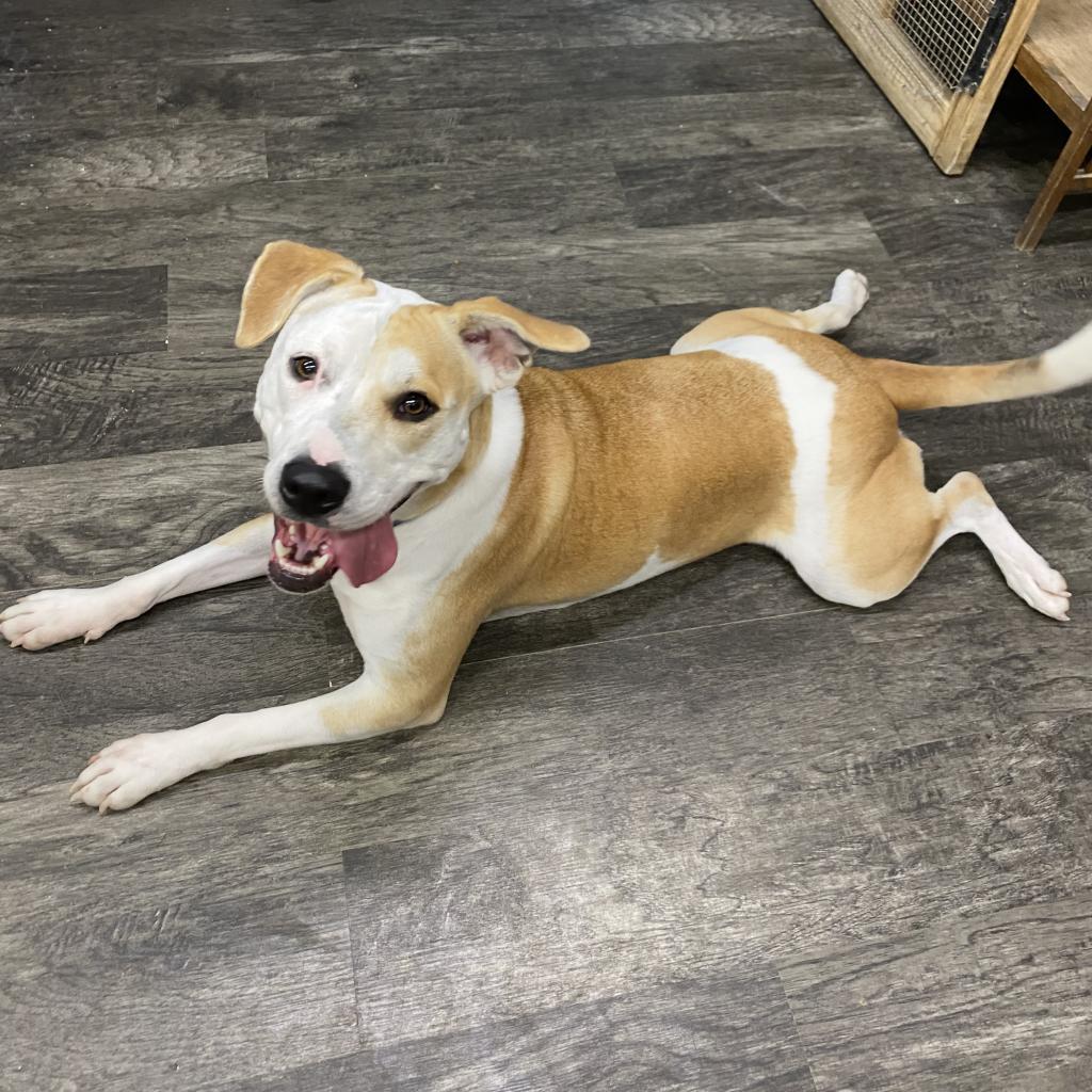 Enlarge Pepper- GRADUATED FROM PAWS-IN-PRISON., a Adoptable mixed breed in Union City, PA image 4/6