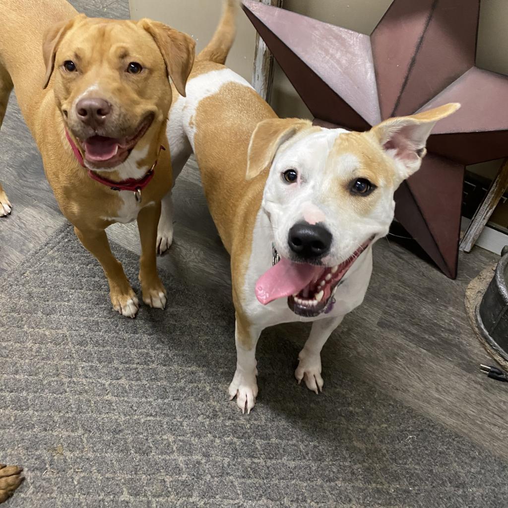 Enlarge Pepper- GRADUATED FROM PAWS-IN-PRISON., a Adoptable mixed breed in Union City, PA image 5/6